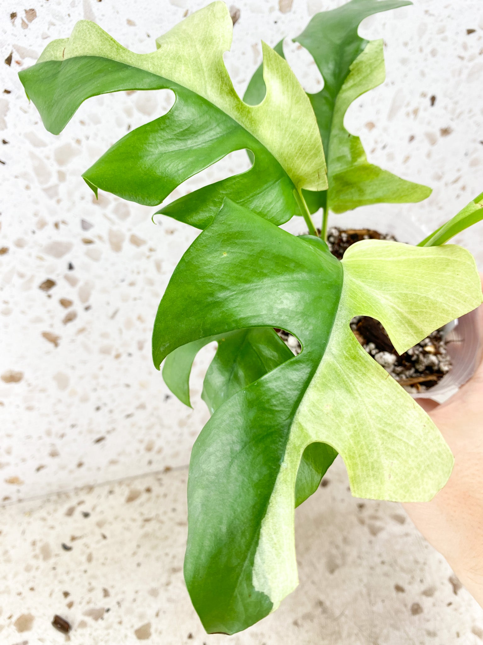 Rhaphidophora Tetrasperma Variegated 7 leaf top cutting (rooting)