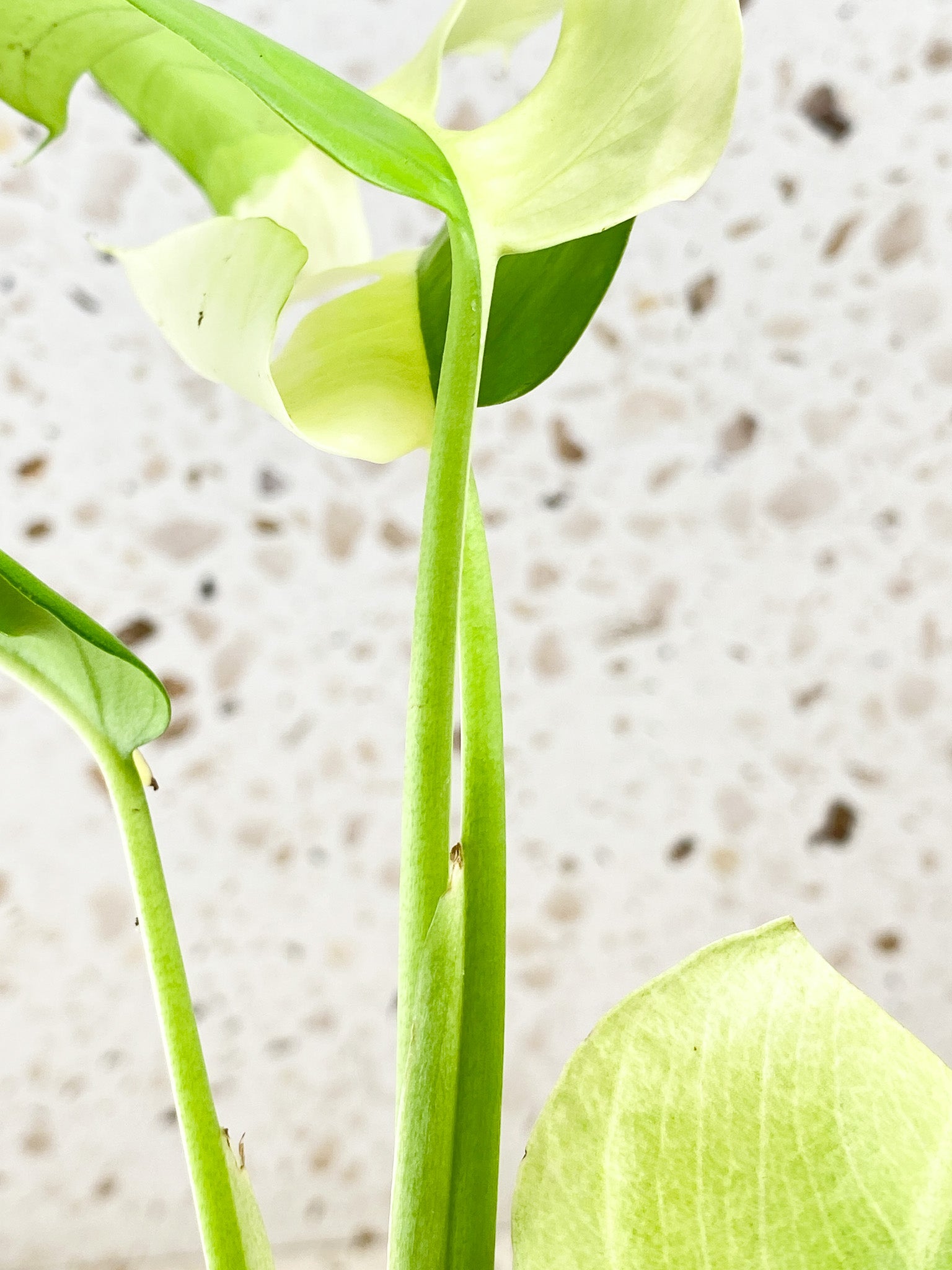 Rhaphidophora Tetrasperma Variegated 7 leaf top cutting (rooting)