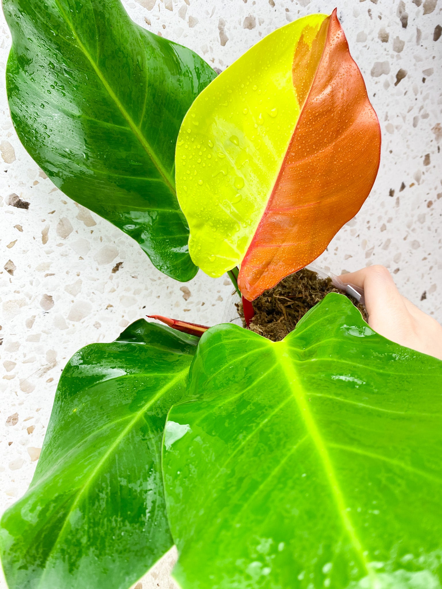 Philodendron Red Moon 4 leaves 1 shoot top cutting (rooting)