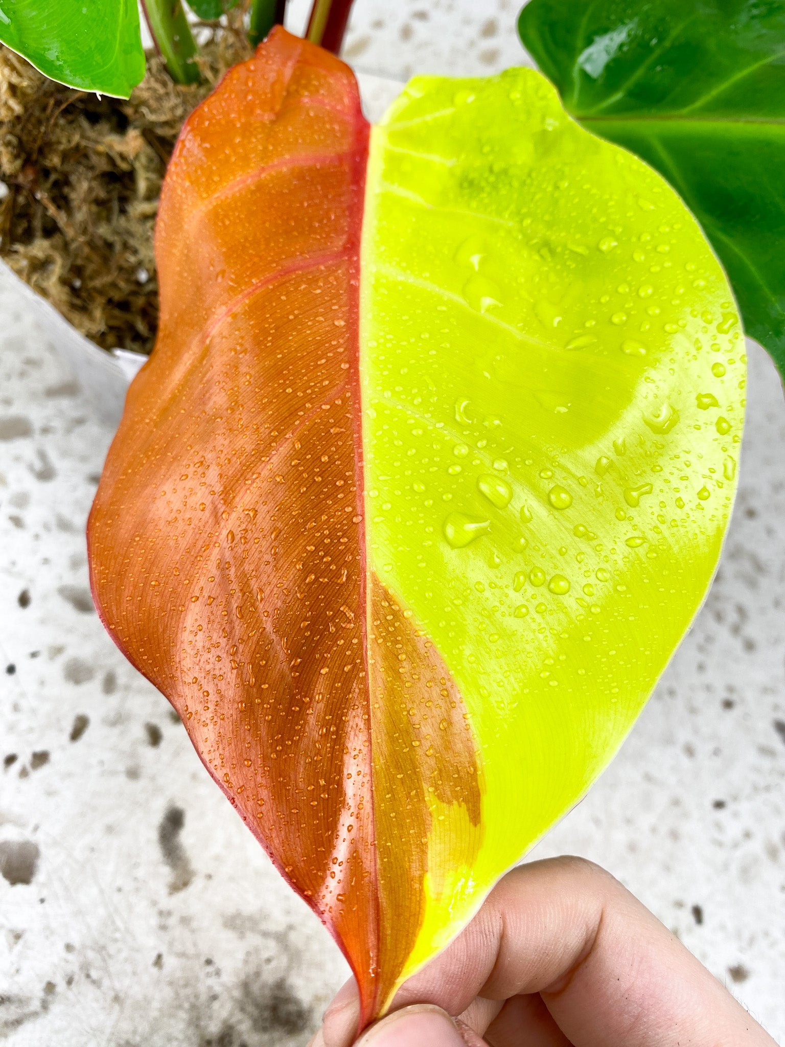 Philodendron Red Moon 4 leaves 1 shoot top cutting (rooting)