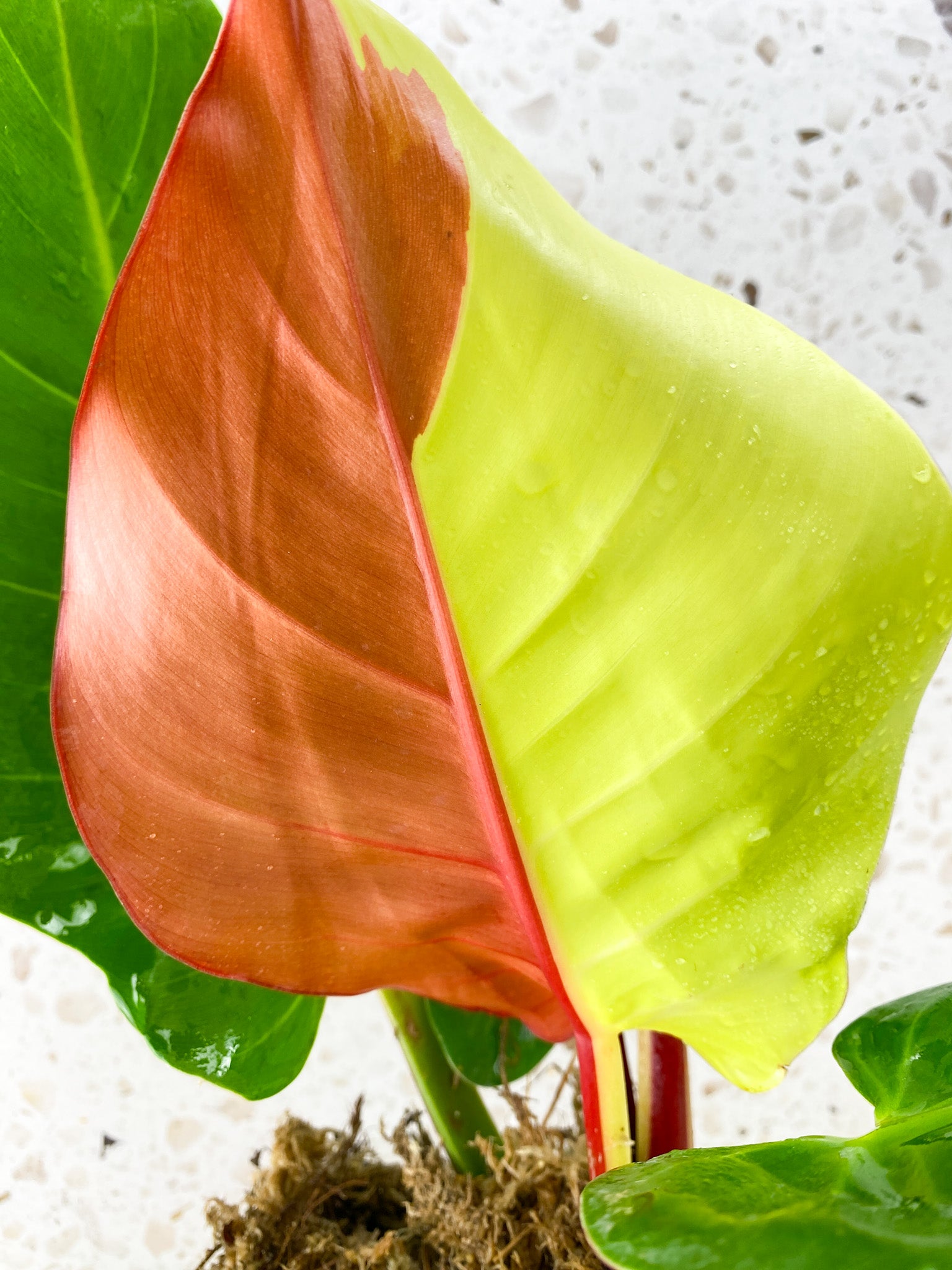 Philodendron Red Moon 4 leaves 1 shoot top cutting (rooting)