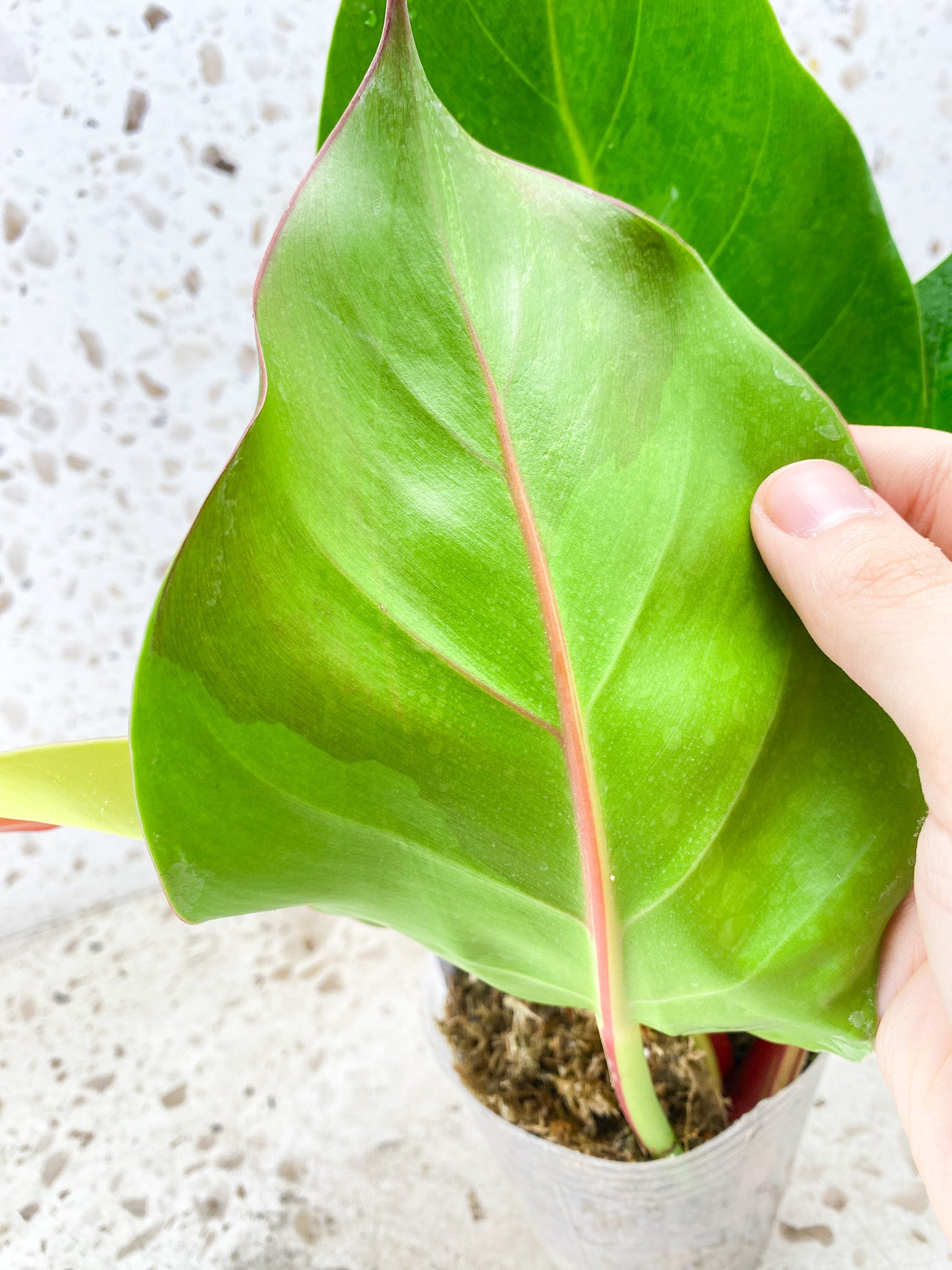 Philodendron Red Moon 4 leaves 1 shoot top cutting (rooting)