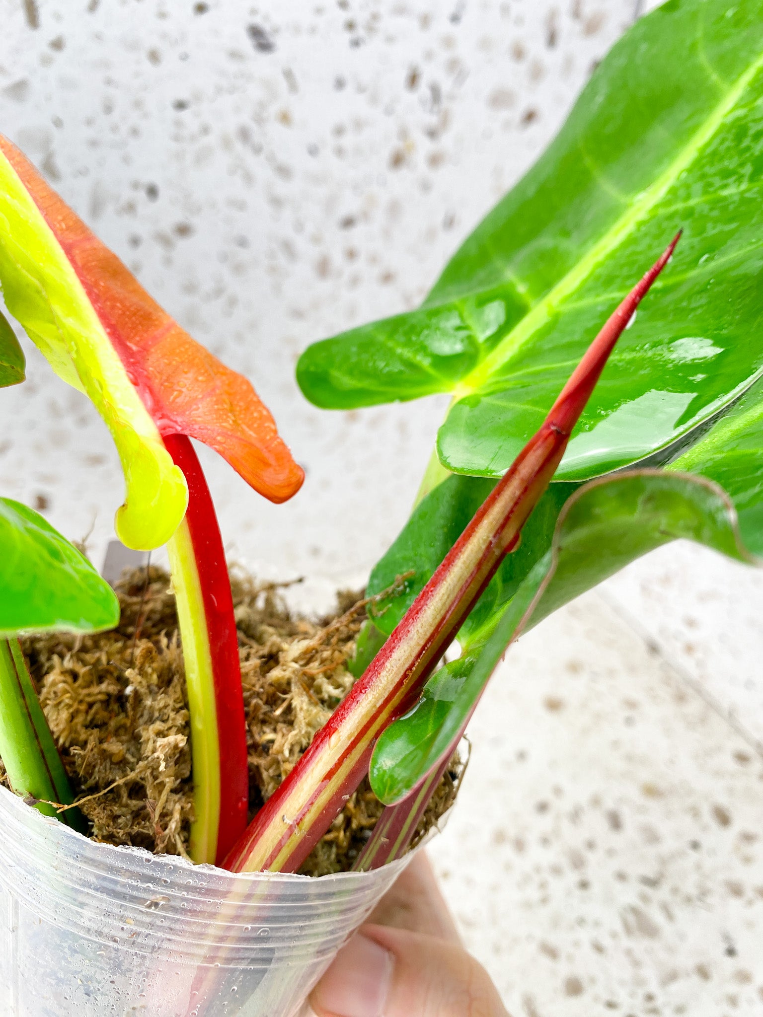 Philodendron Red Moon 4 leaves 1 shoot top cutting (rooting)