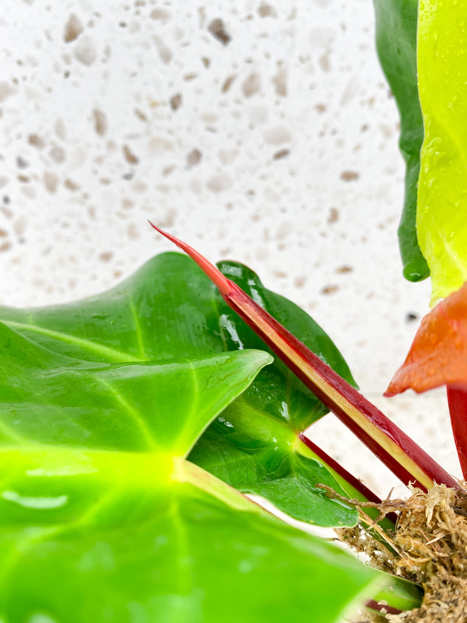 Philodendron Red Moon 4 leaves 1 shoot top cutting (rooting)