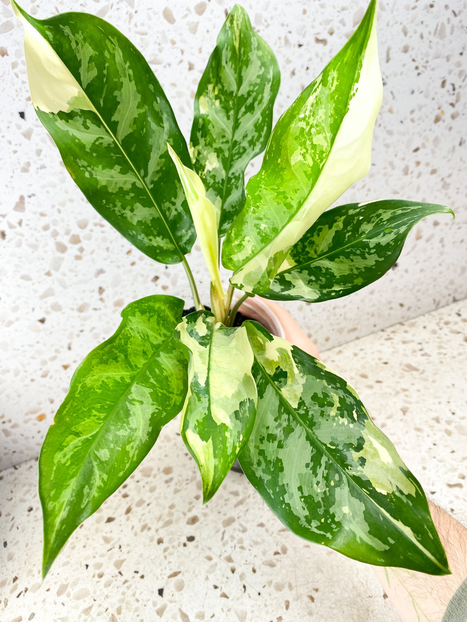 Aglaonema Manila Pride Highly Variegated Slightly Rooted