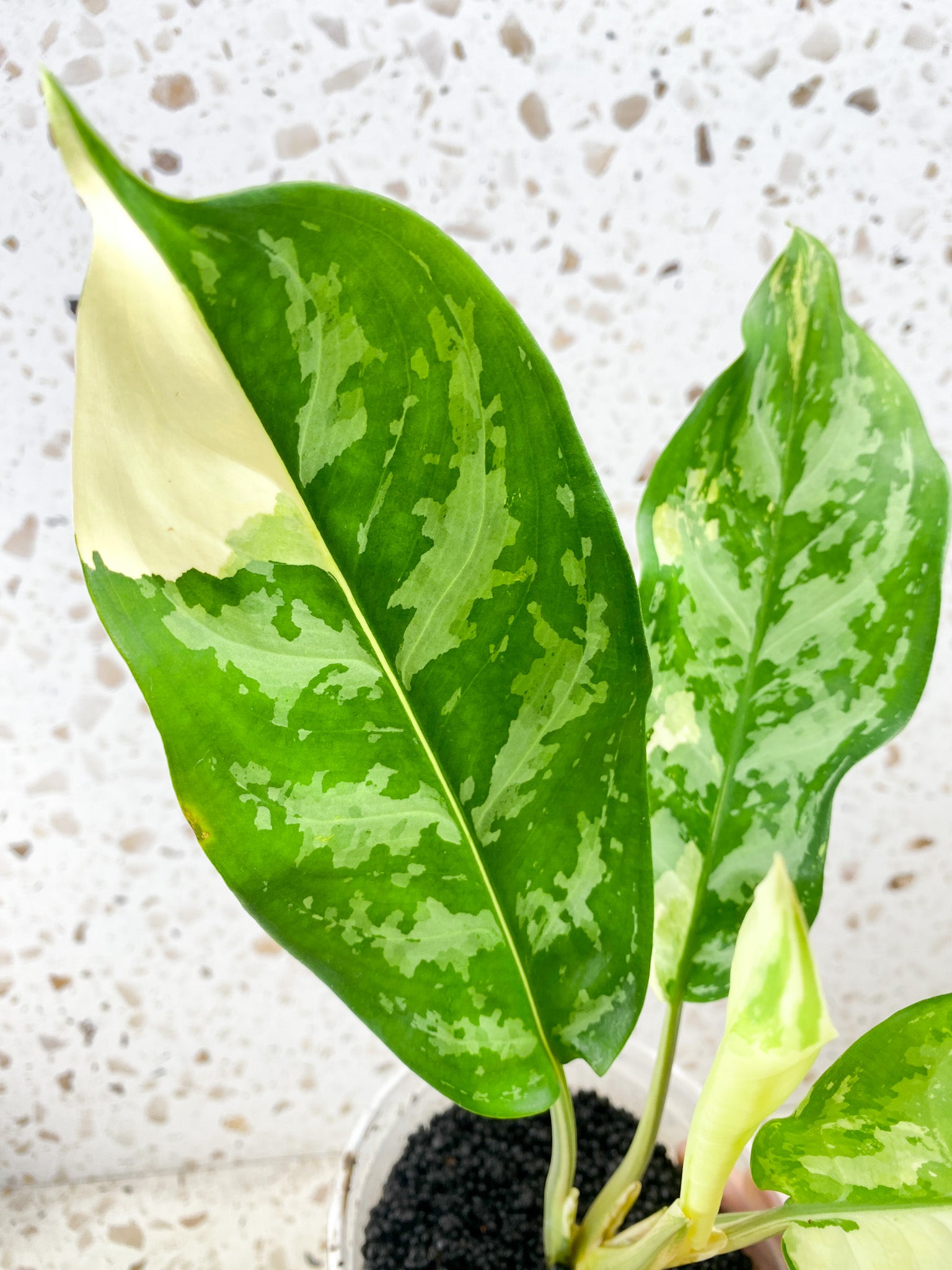 Aglaonema Manila Pride Highly Variegated Slightly Rooted