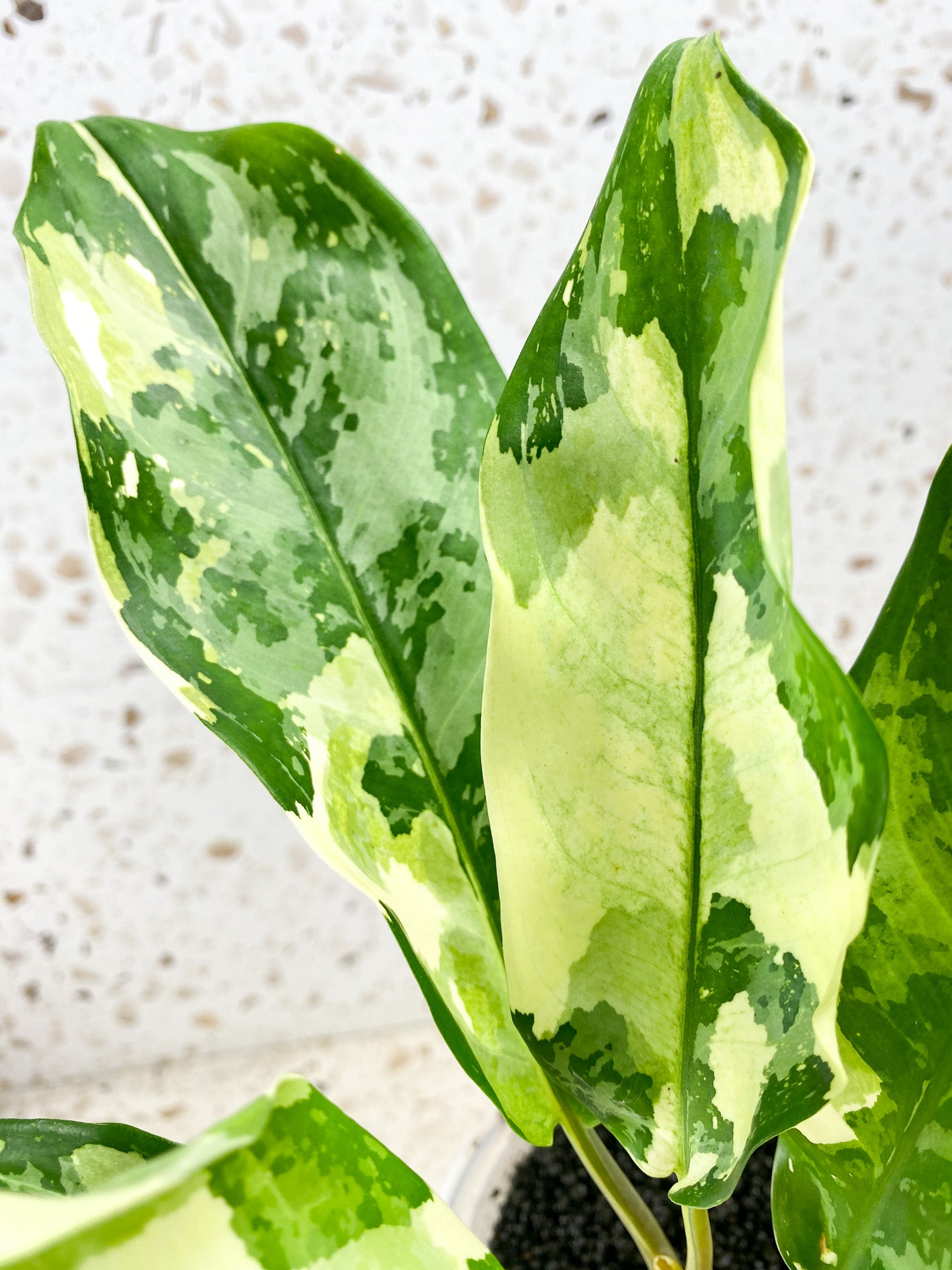 Aglaonema Manila Pride Highly Variegated Slightly Rooted