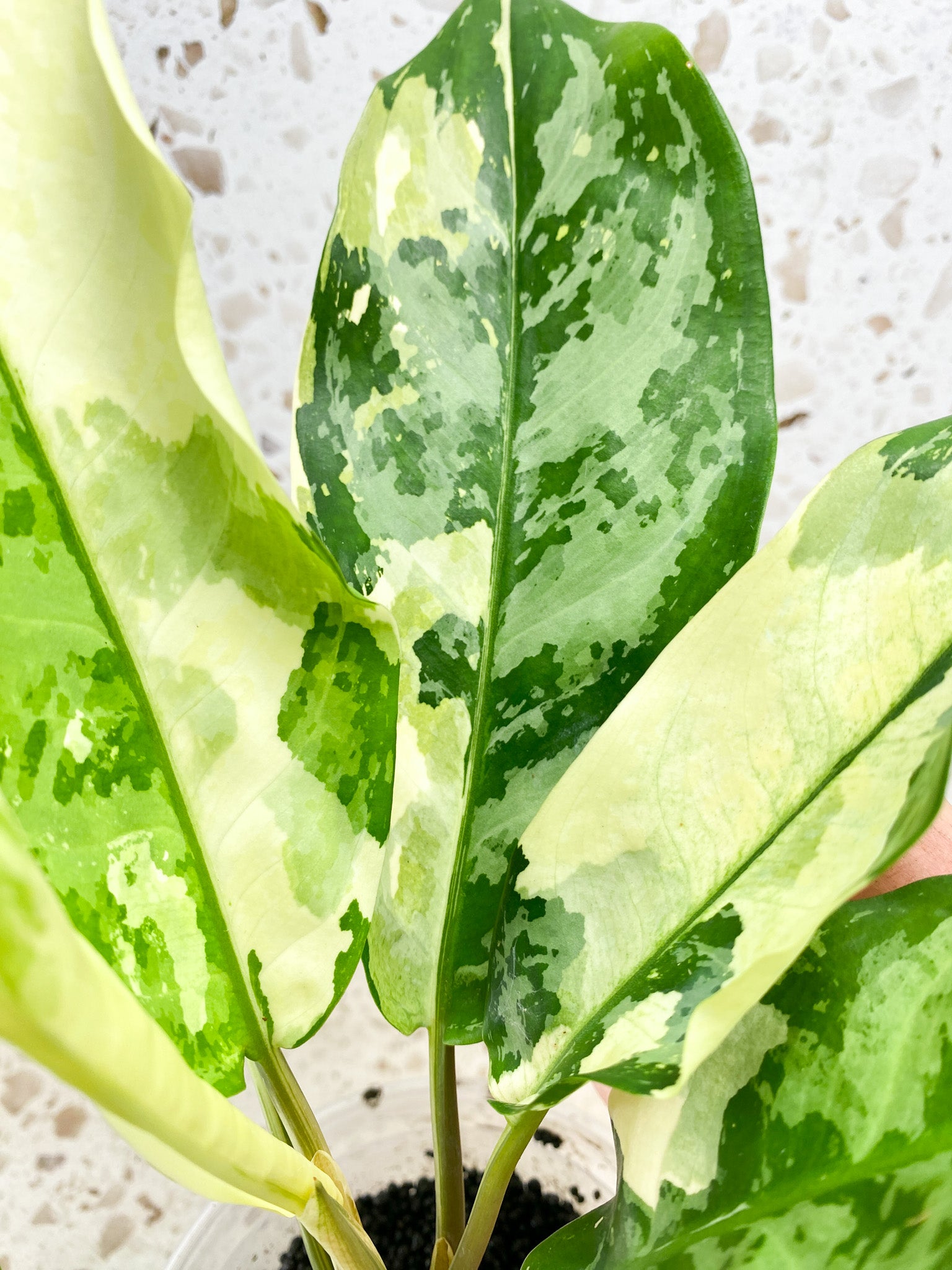 Aglaonema Manila Pride Highly Variegated Slightly Rooted