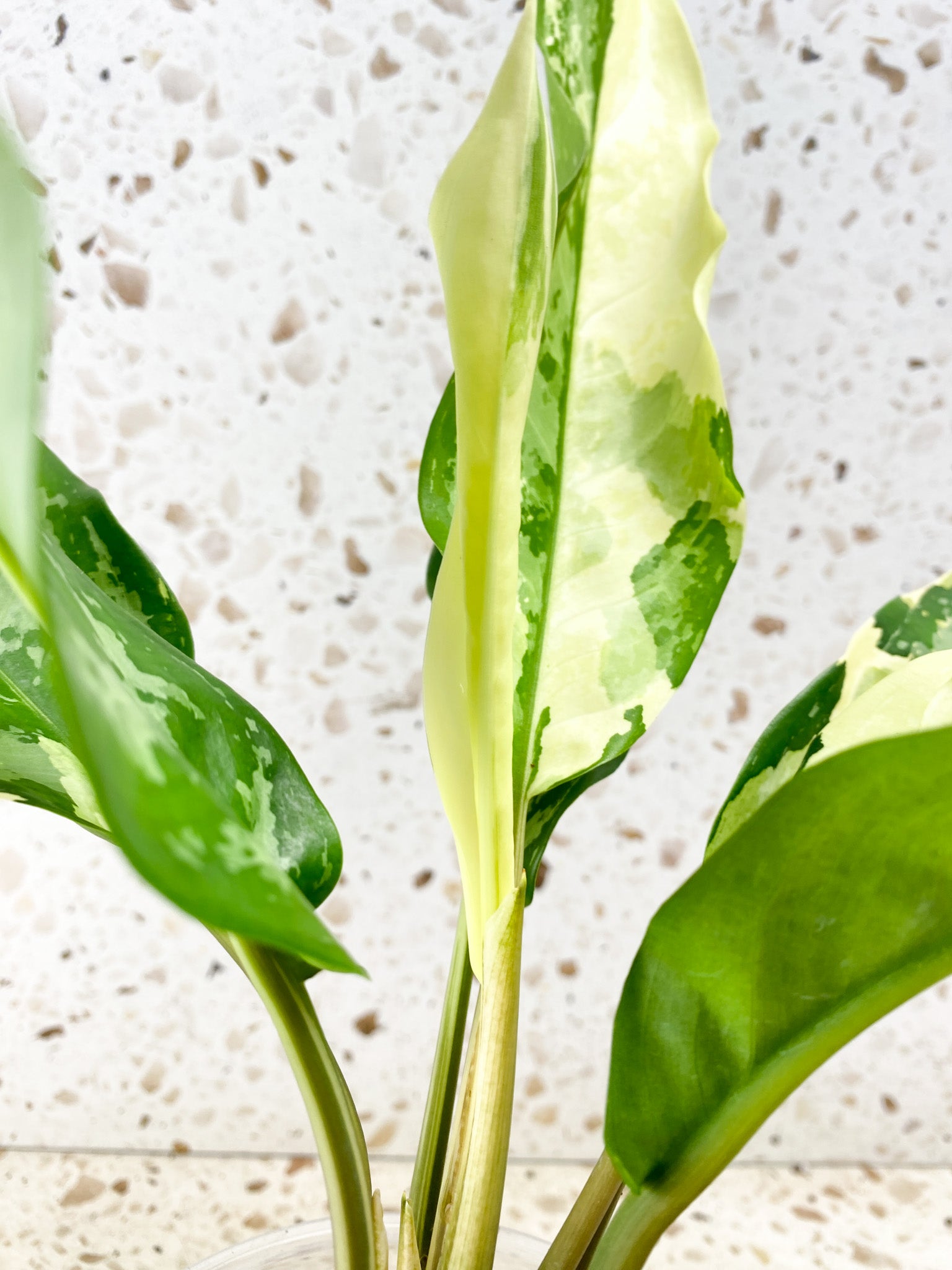 Aglaonema Manila Pride Highly Variegated Slightly Rooted