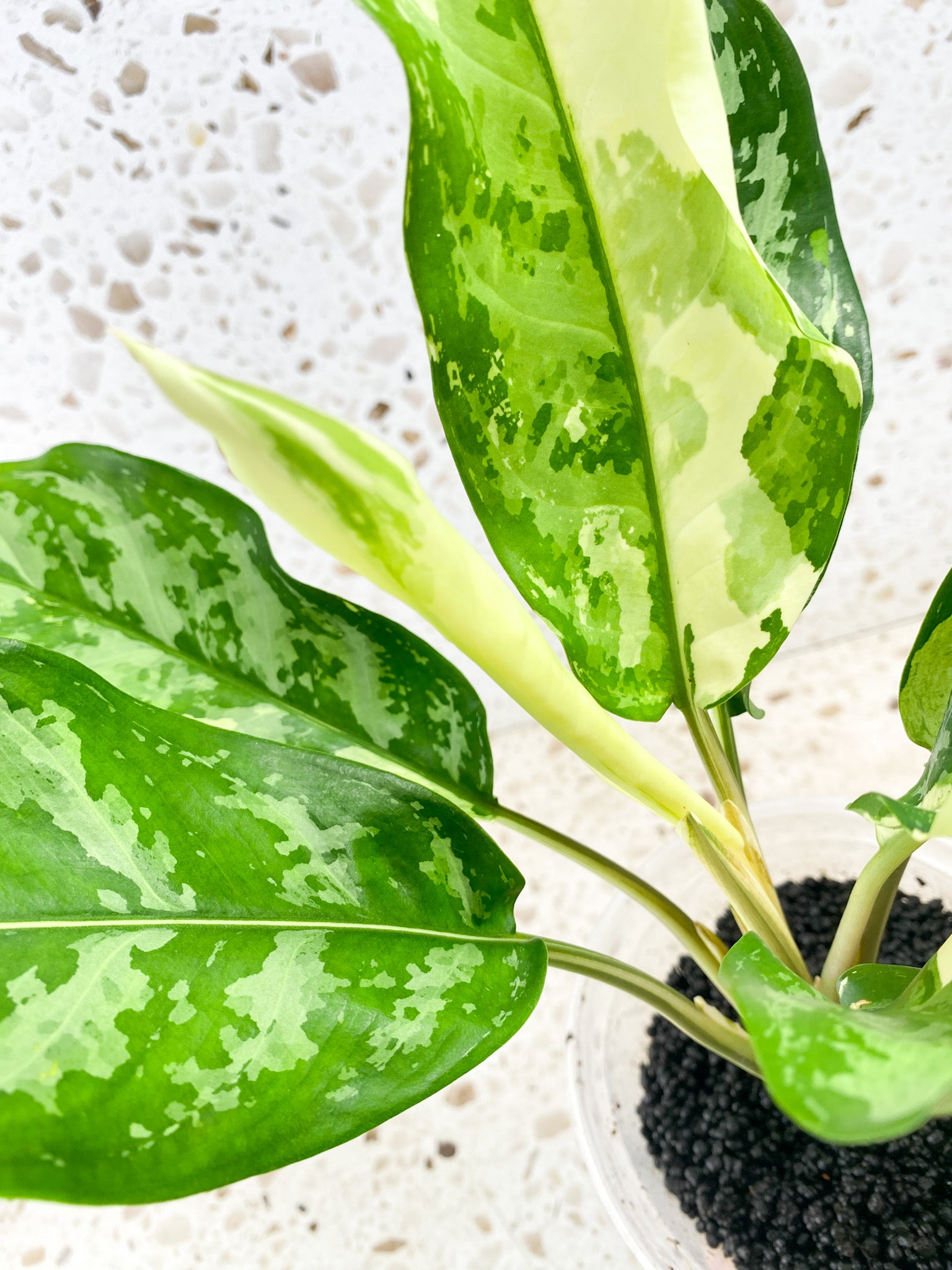 Aglaonema Manila Pride Highly Variegated Slightly Rooted