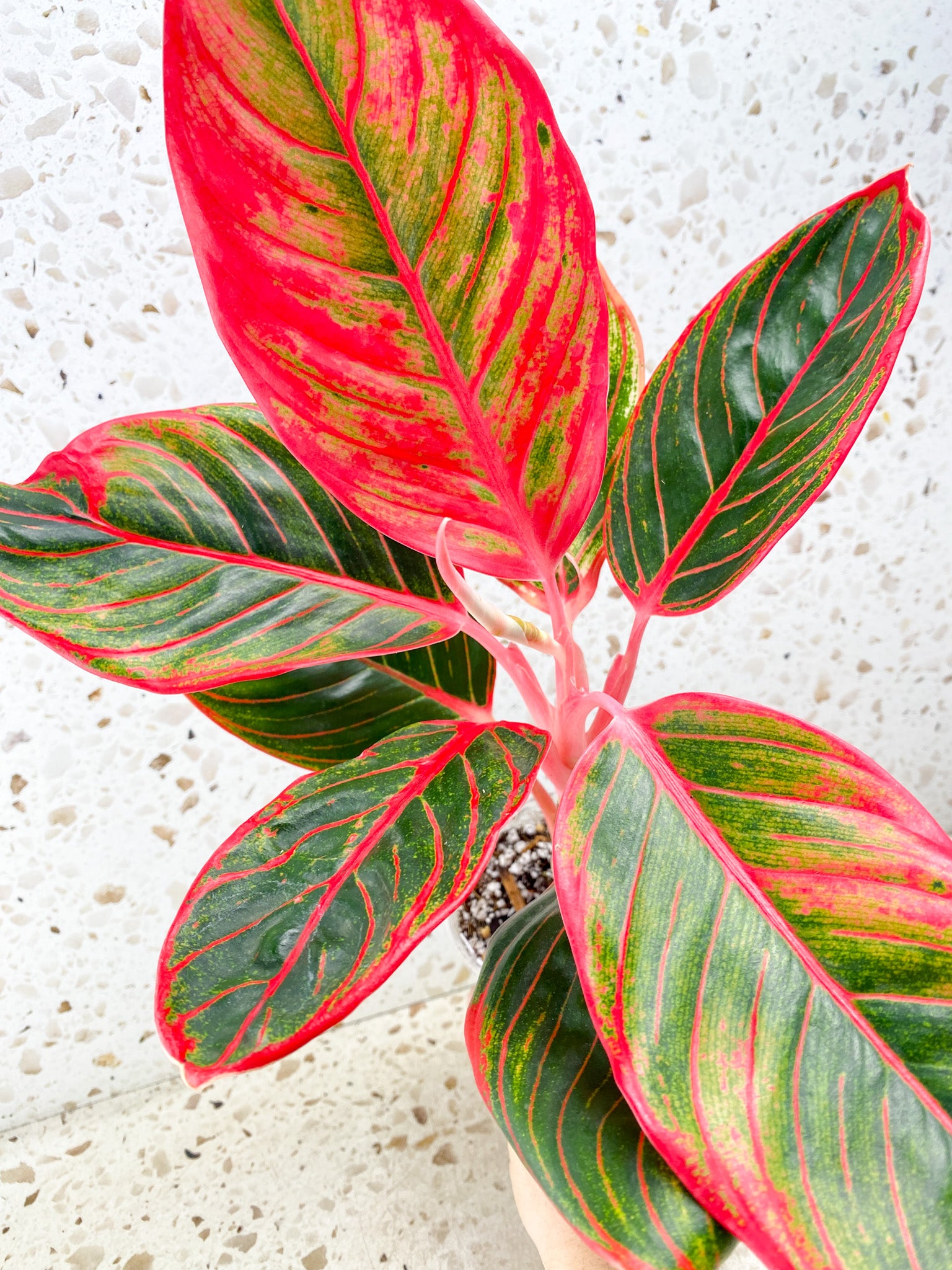 Aglaonema Khanza Sunset multiple leaves (slightly rooted)