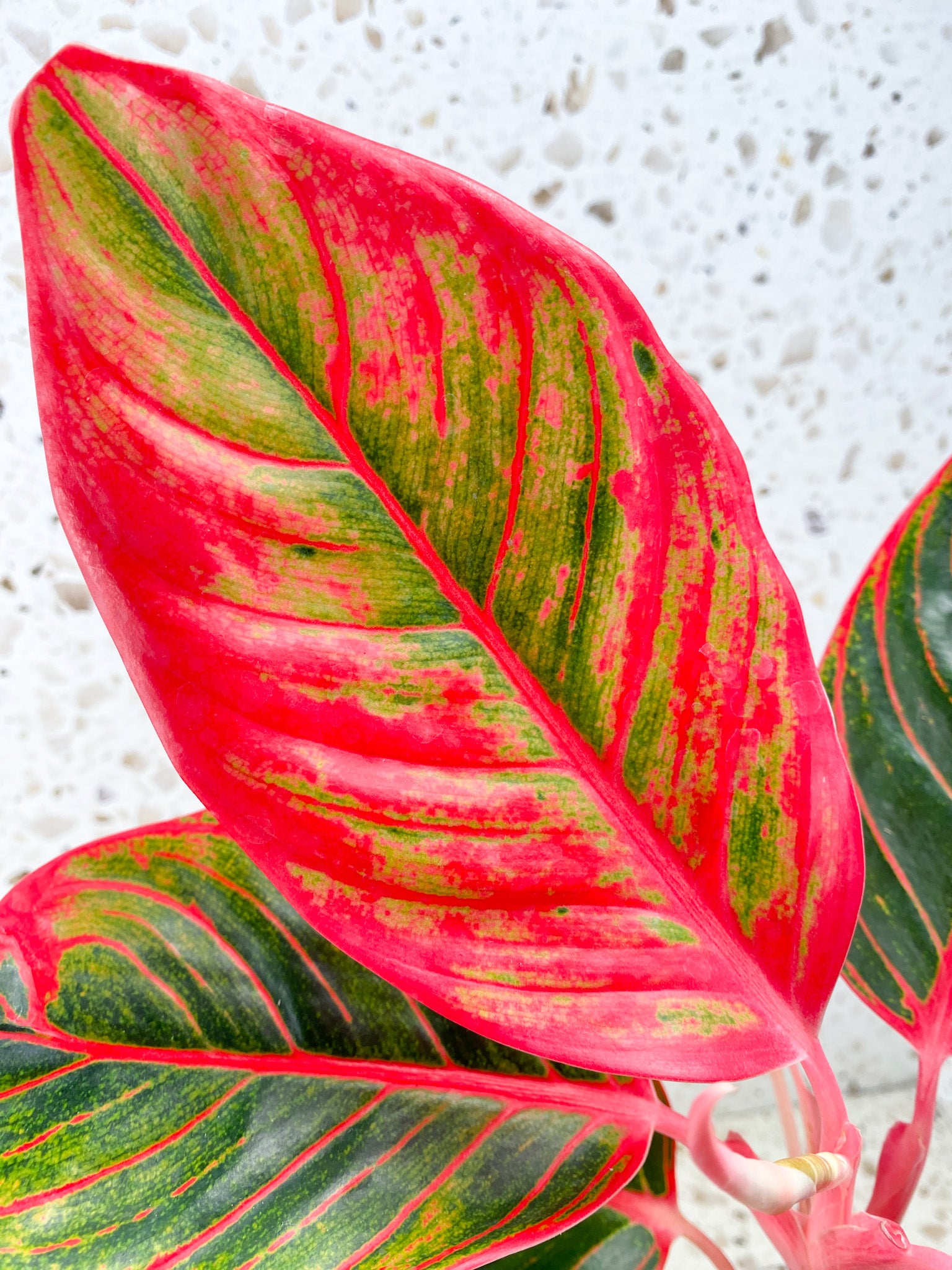 Aglaonema Khanza Sunset multiple leaves (slightly rooted)