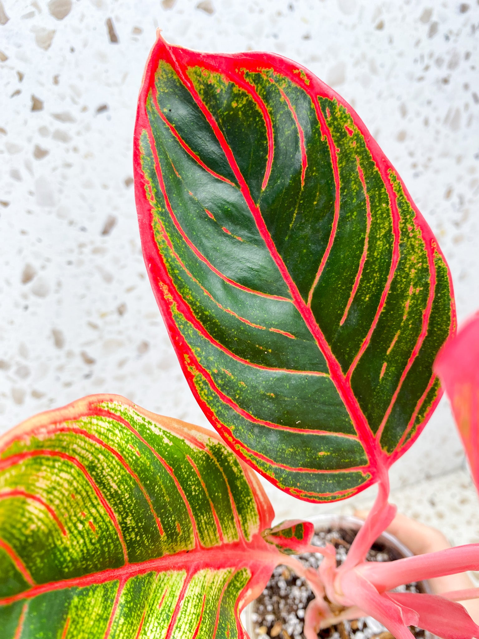 Aglaonema Khanza Sunset multiple leaves (slightly rooted)
