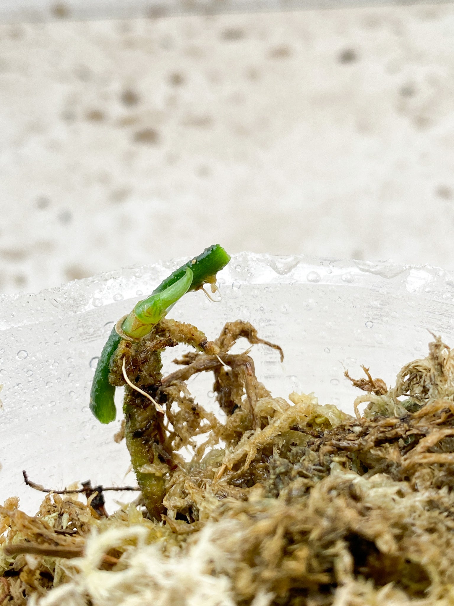 Scindapsus Snake Skin node 1 sprout Rooting