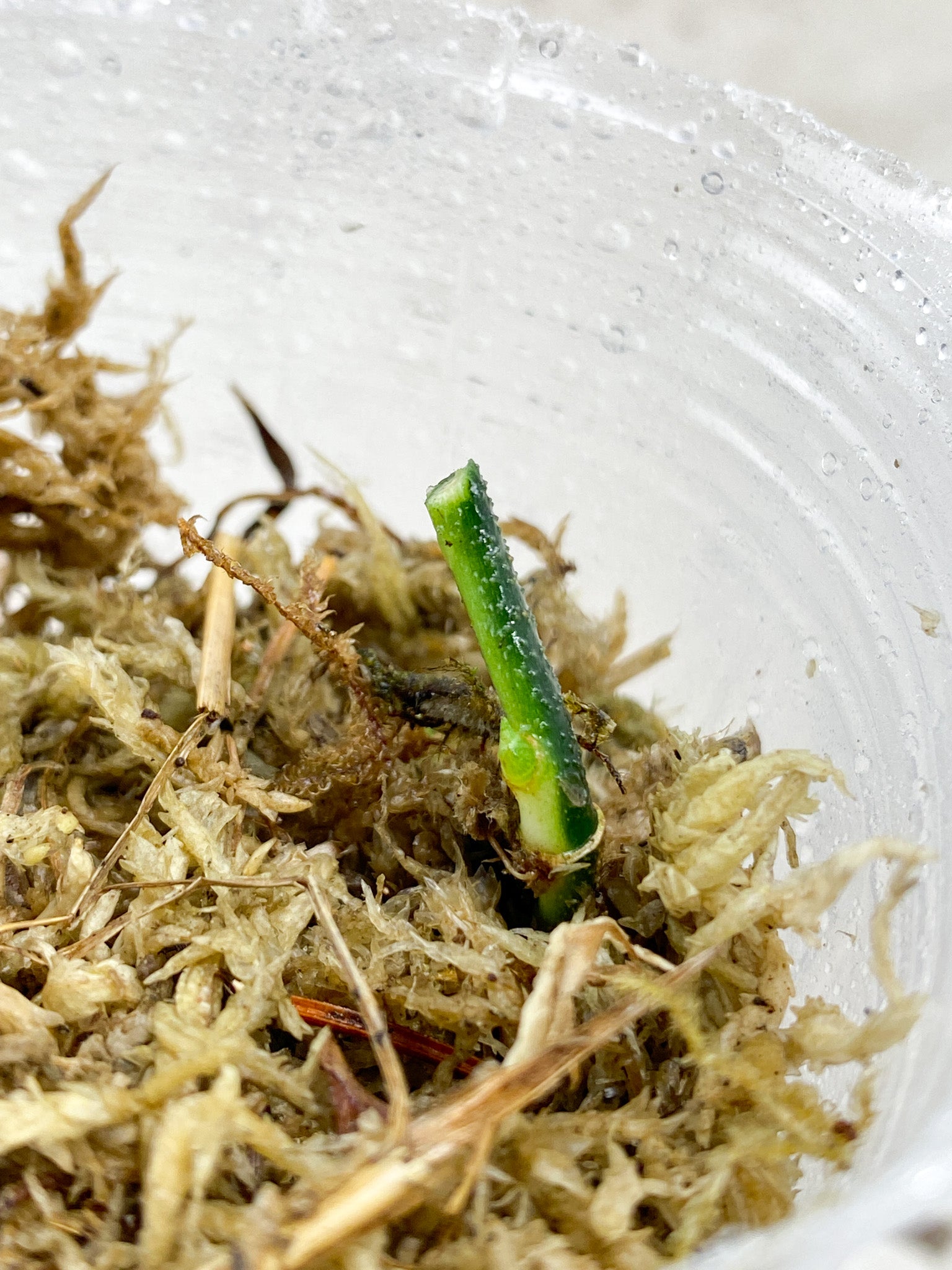 Scindapsus Snake Skin node 1 sprout Rooting