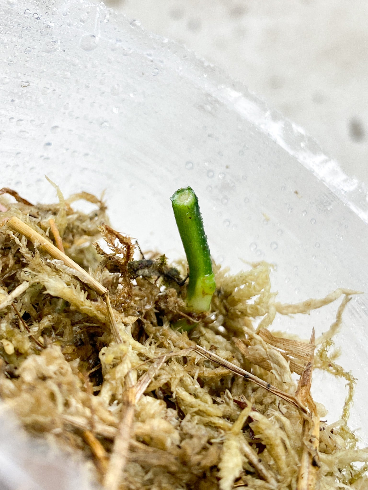 Scindapsus Snake Skin node 1 sprout Rooting