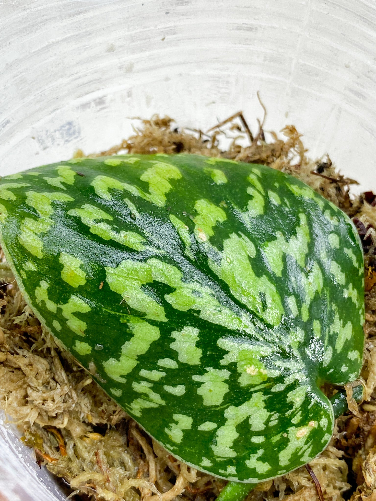 Scindapsus Snake Skin/ Snake scale 1 leaf fresh cut