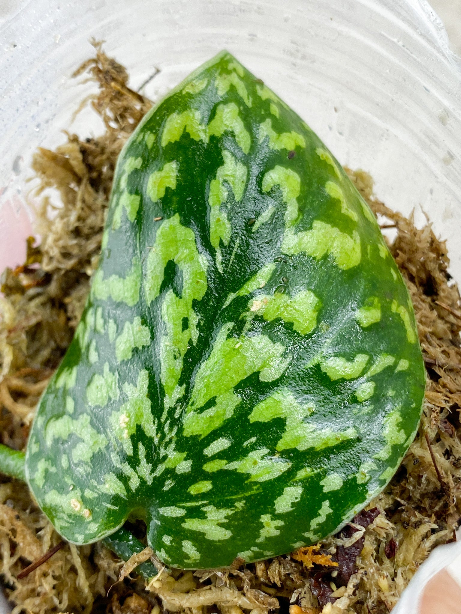 Scindapsus Snake Skin/ Snake scale 1 leaf fresh cut
