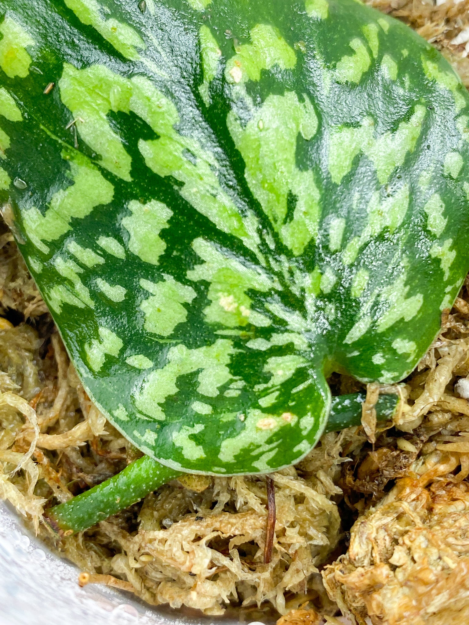 Scindapsus Snake Skin/ Snake scale 1 leaf fresh cut