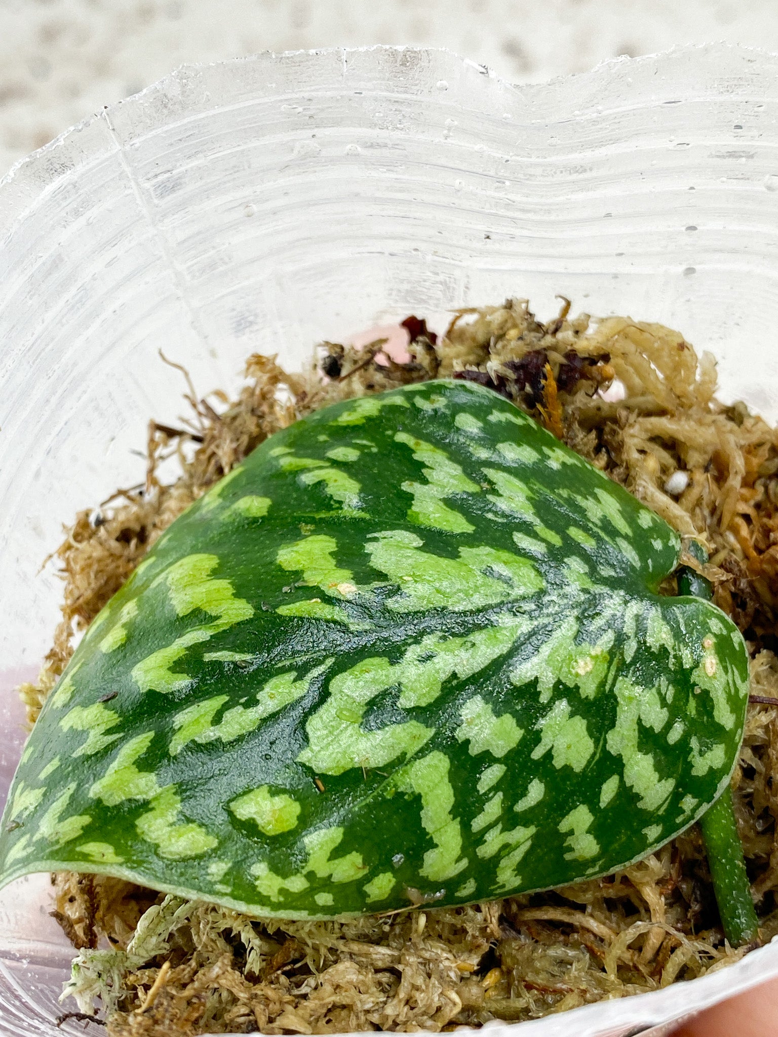 Scindapsus Snake Skin/ Snake scale 1 leaf fresh cut