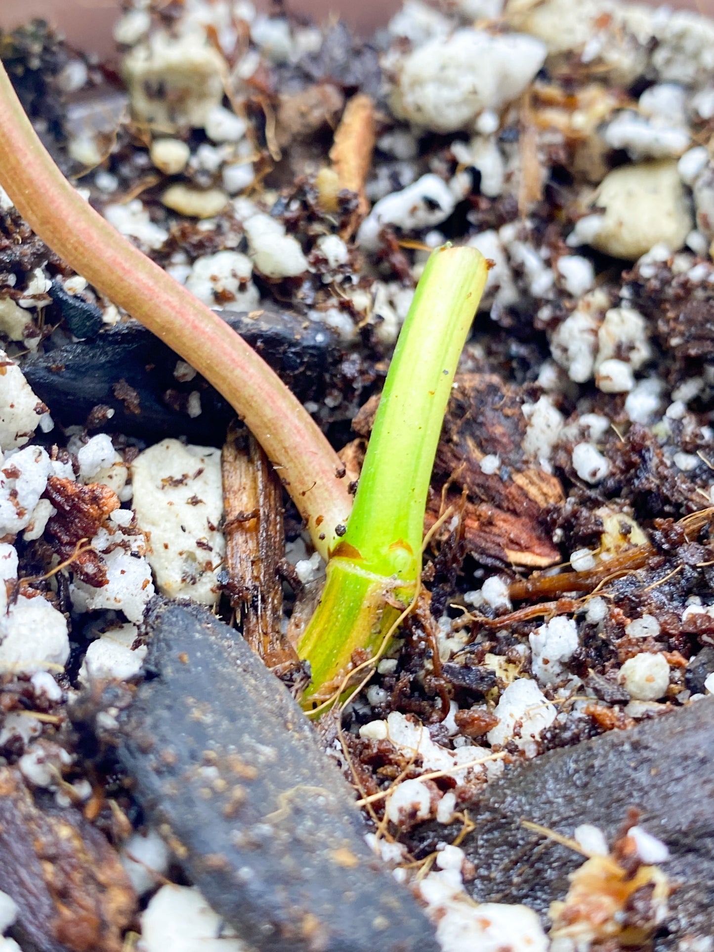 Philodendron Micans 1 Leaf