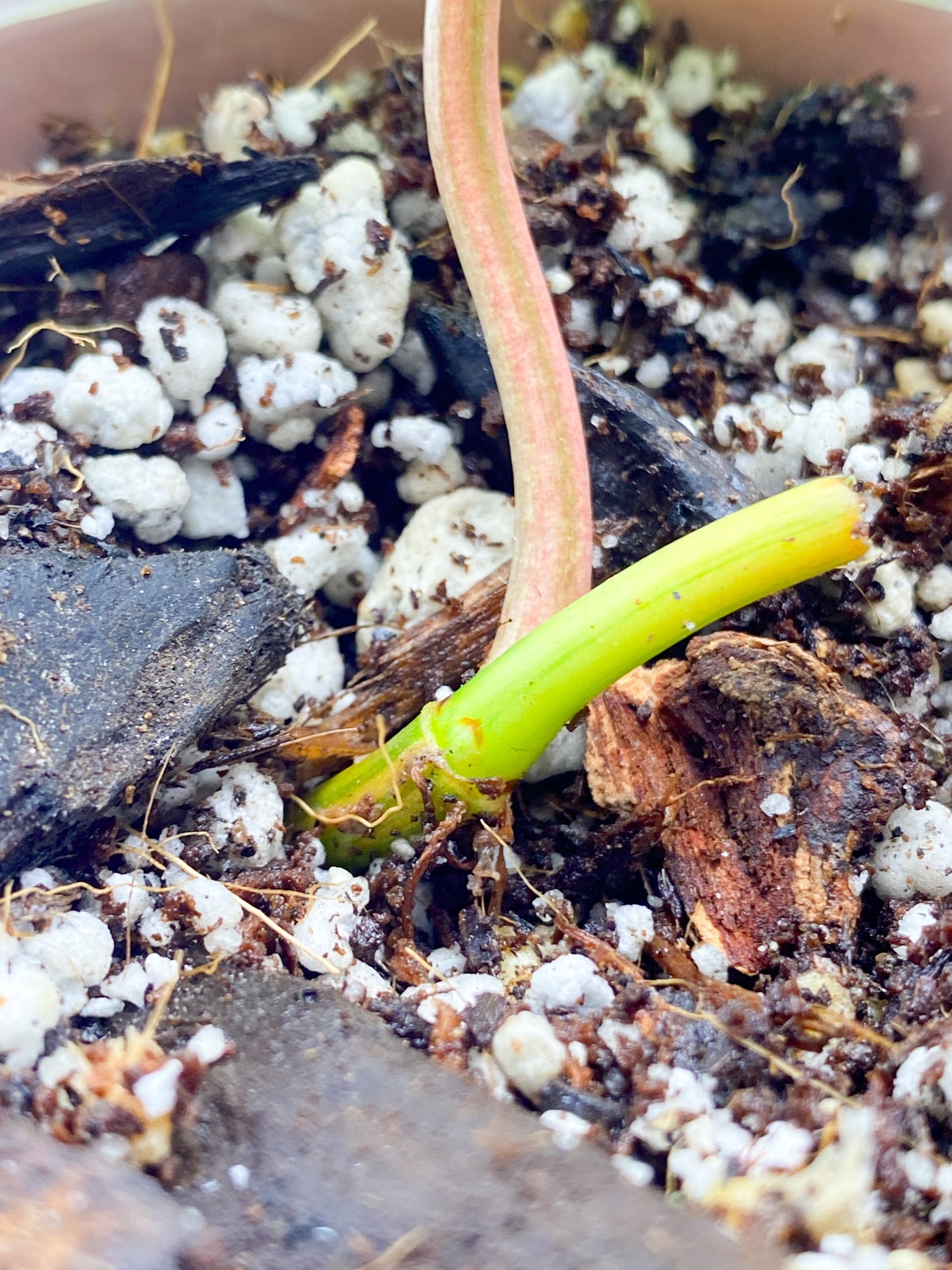 Philodendron Micans 1 Leaf