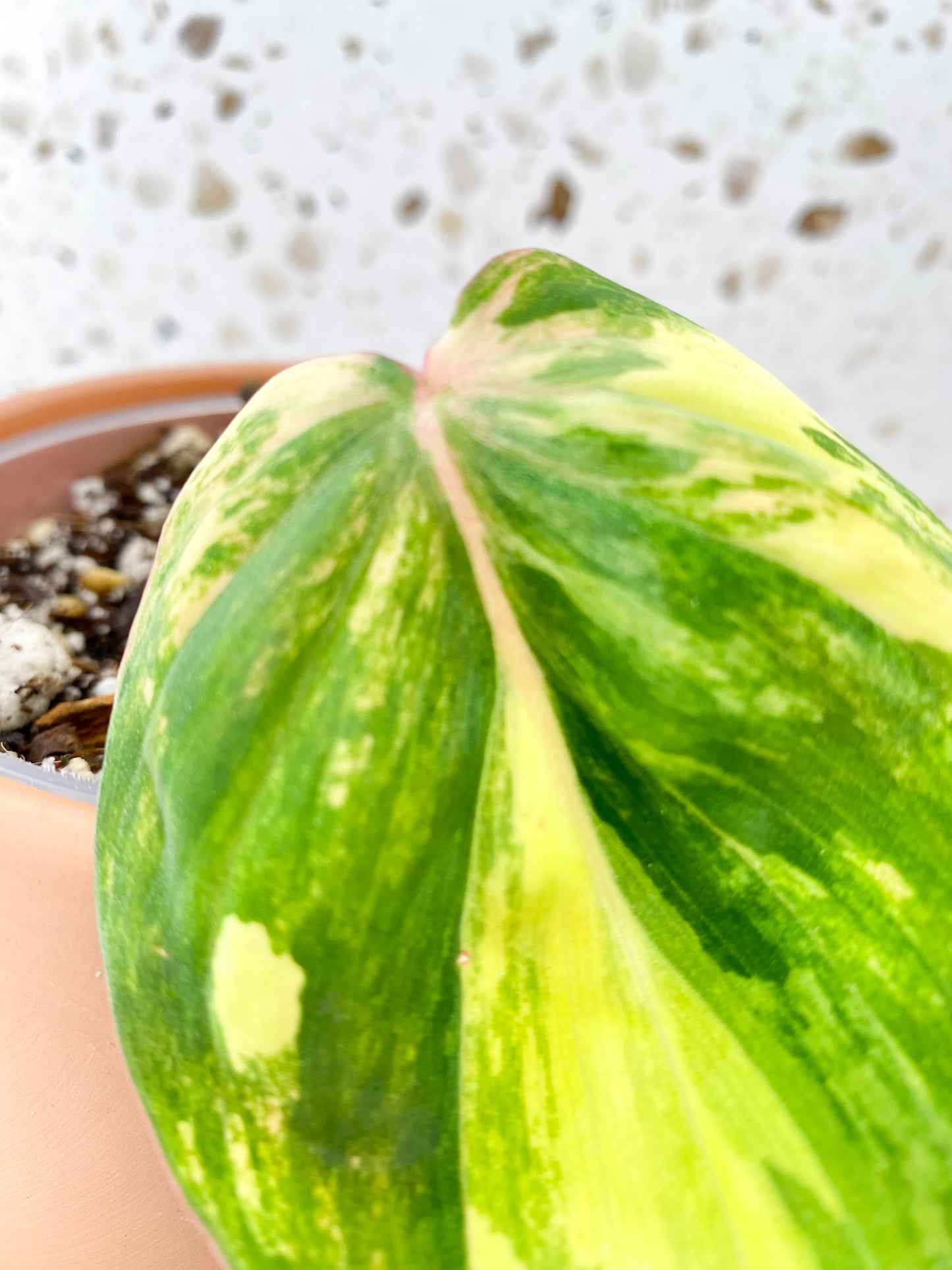 Philodendron Micans 1 Leaf