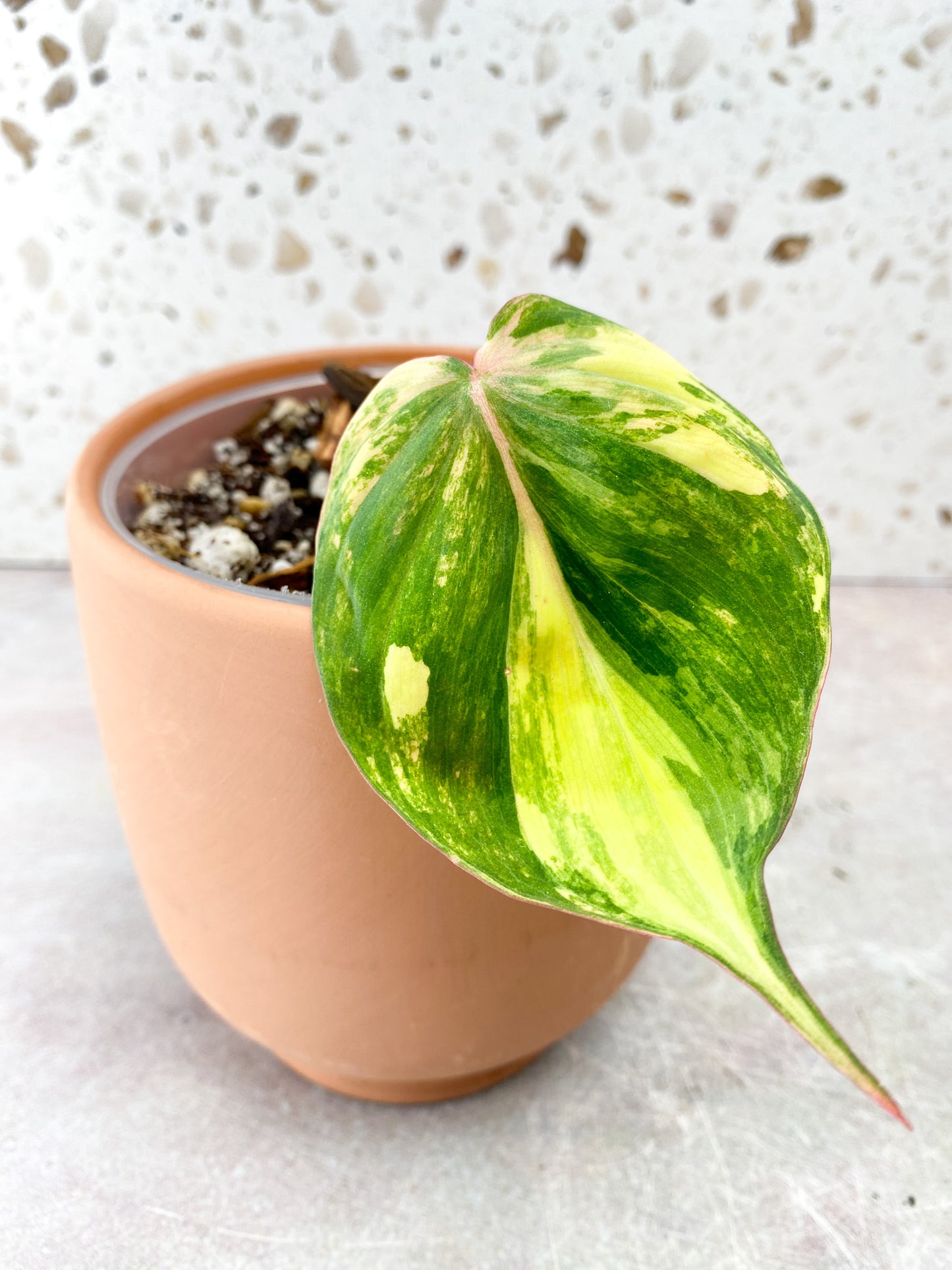 Philodendron Micans 1 Leaf