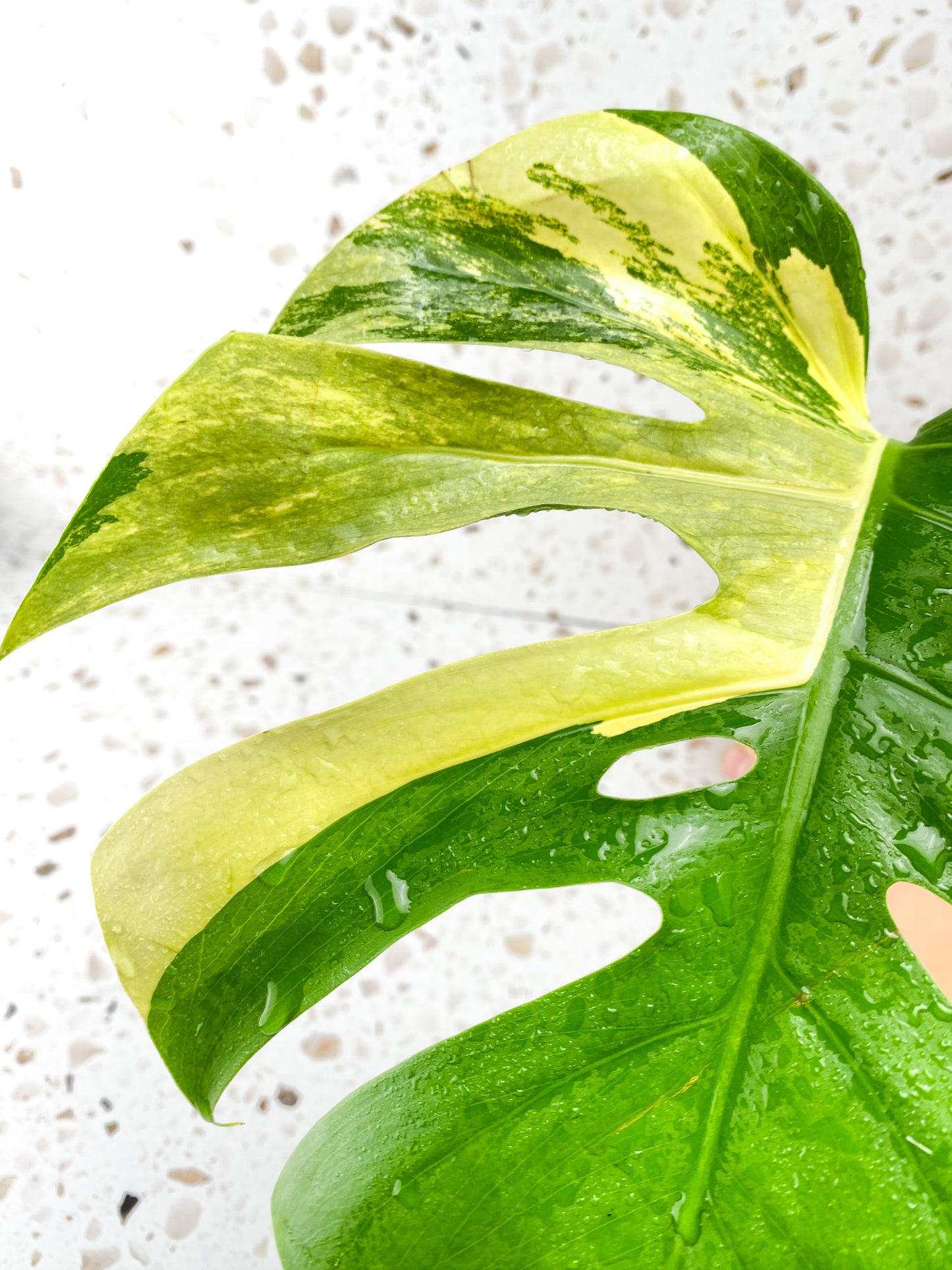 Monstera Aurea Tricolor 1 leaf Slightly Rooted