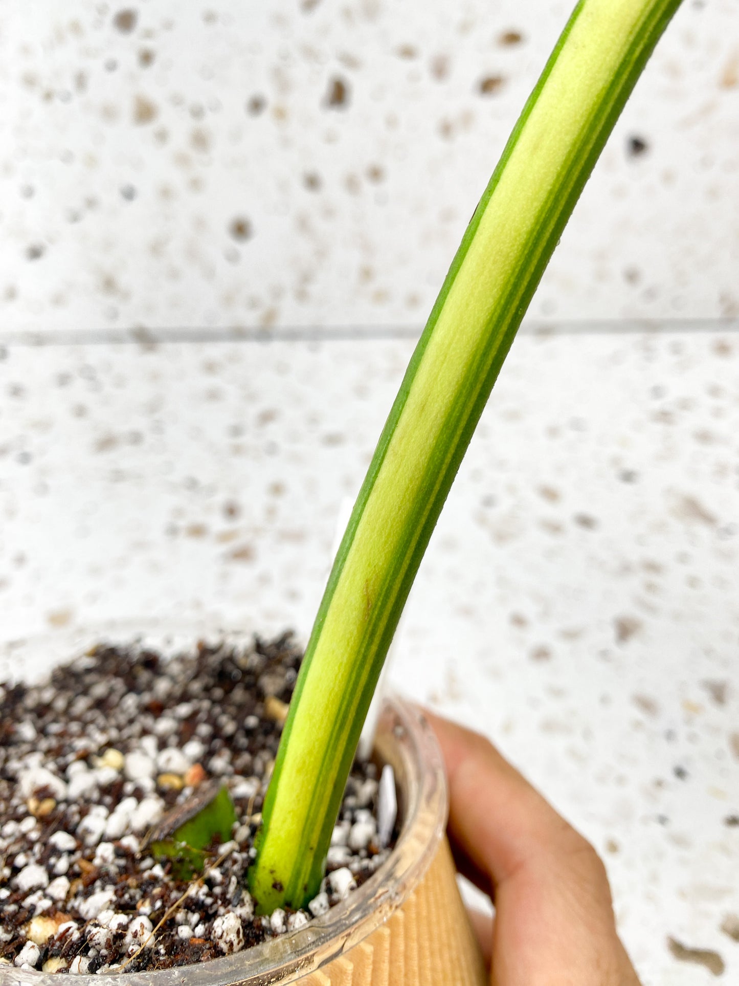Monstera Aurea Tricolor 1 leaf Slightly Rooted