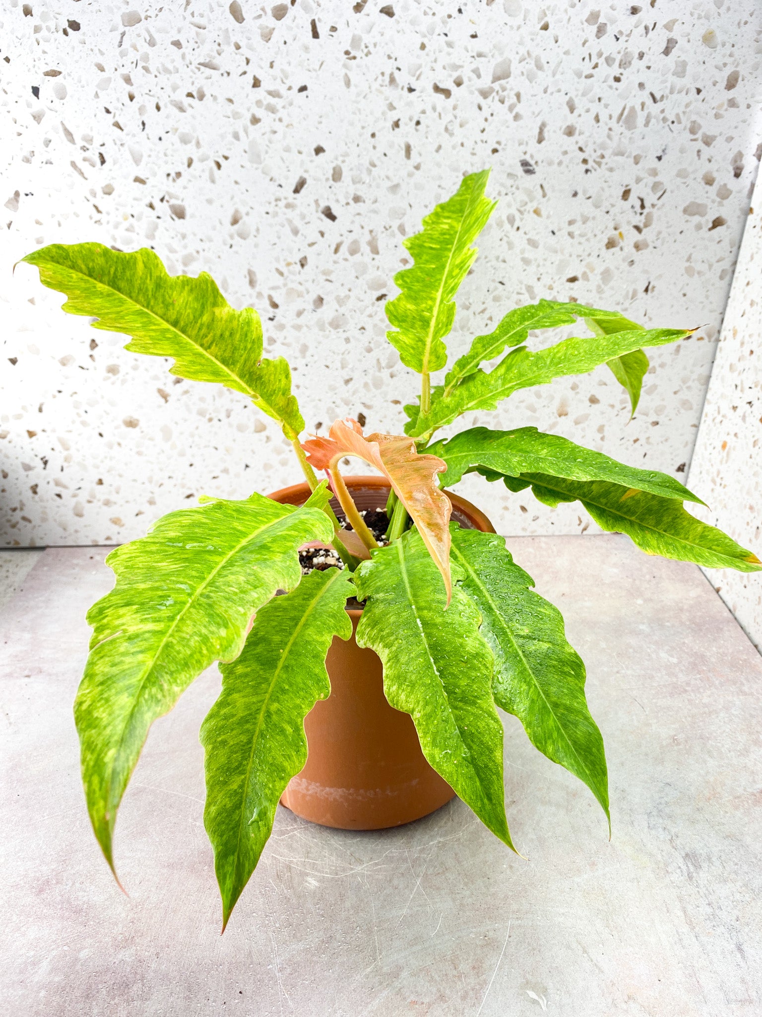 Philodendron Serratum Aurea multiple leaves full mother plant