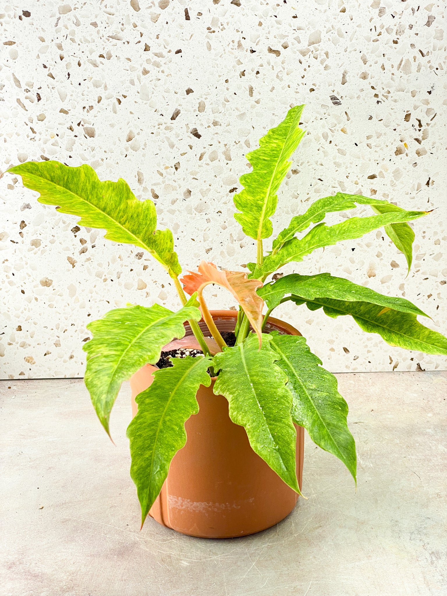 Philodendron Serratum Aurea multiple leaves full mother plant