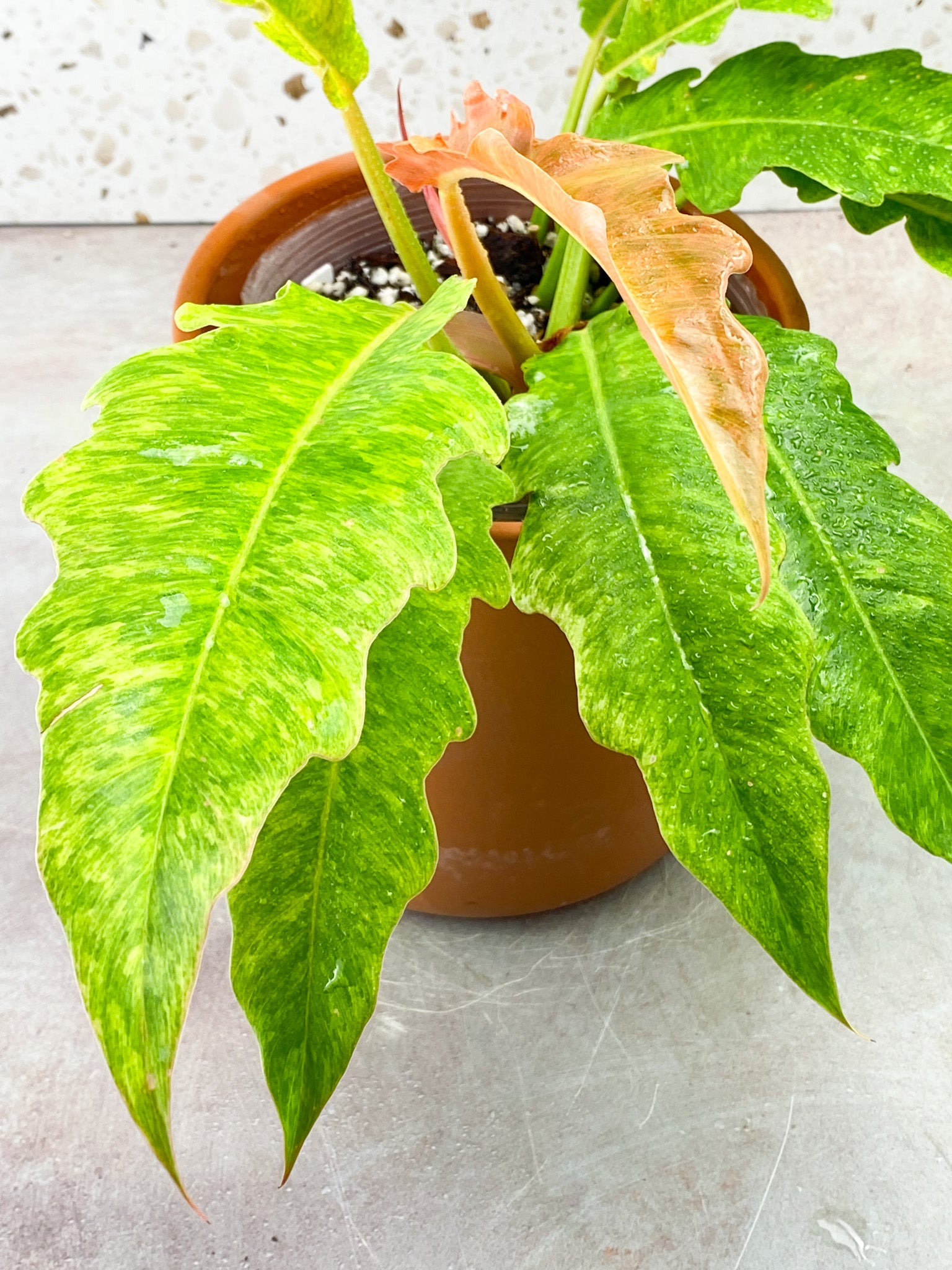 Philodendron Serratum Aurea multiple leaves full mother plant