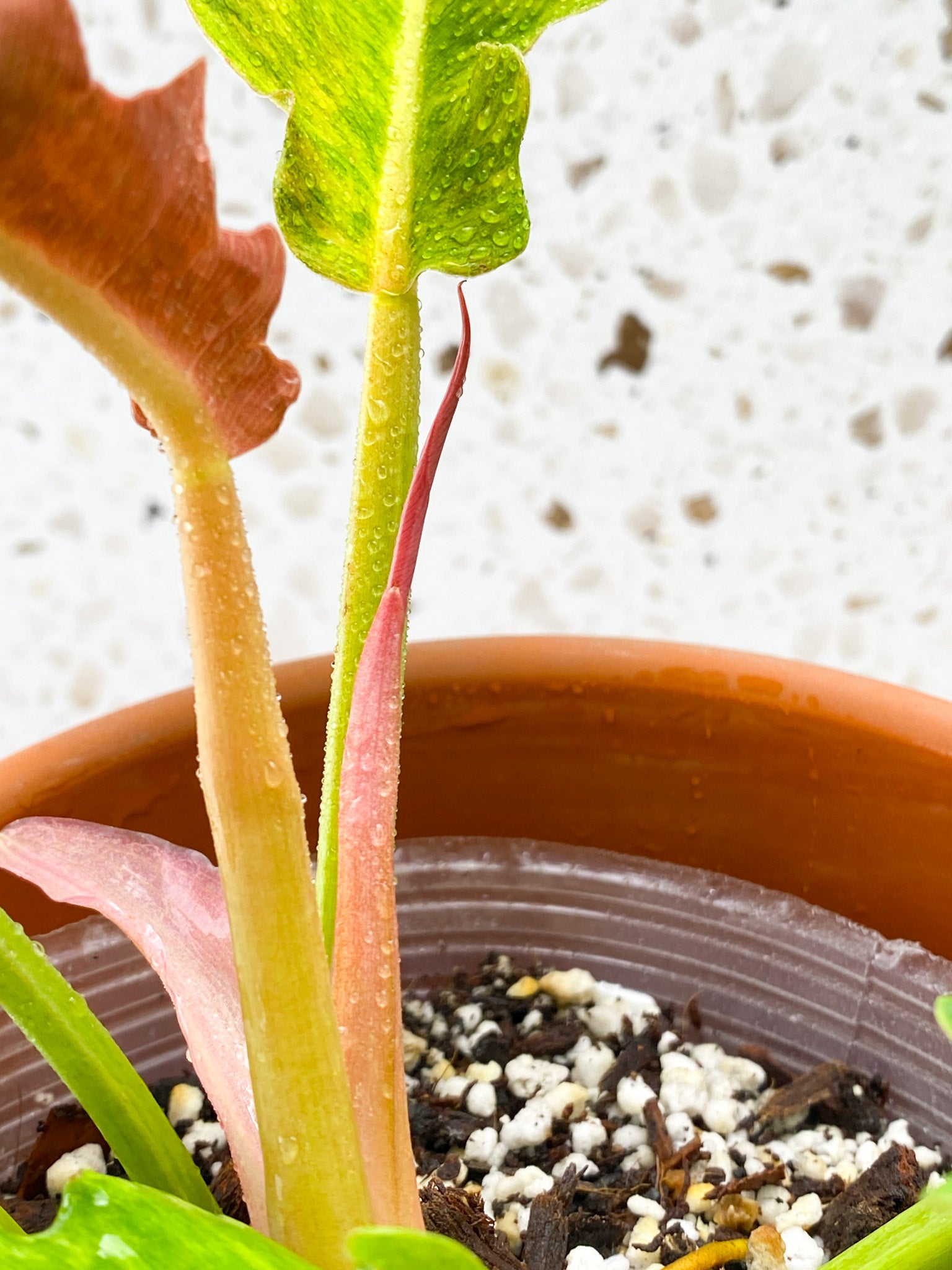 Philodendron Serratum Aurea multiple leaves full mother plant