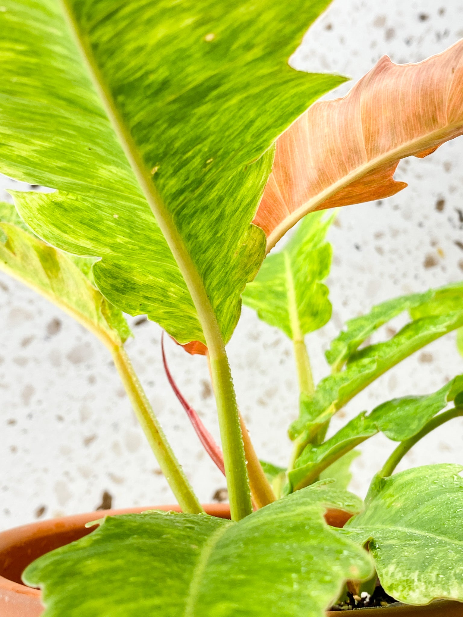 Philodendron Serratum Aurea multiple leaves full mother plant