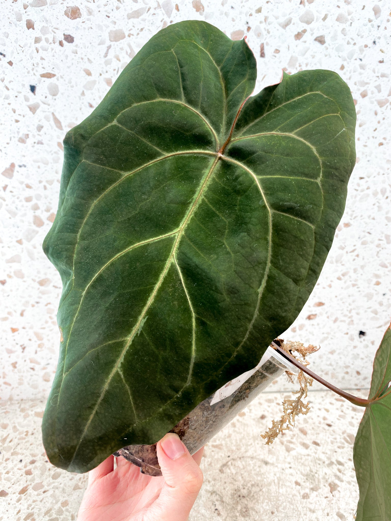 Anthurium Ace of Spades x Forgetii  Red Spider 3 leaves 1 inflorescence top cutting (slightly rooted)