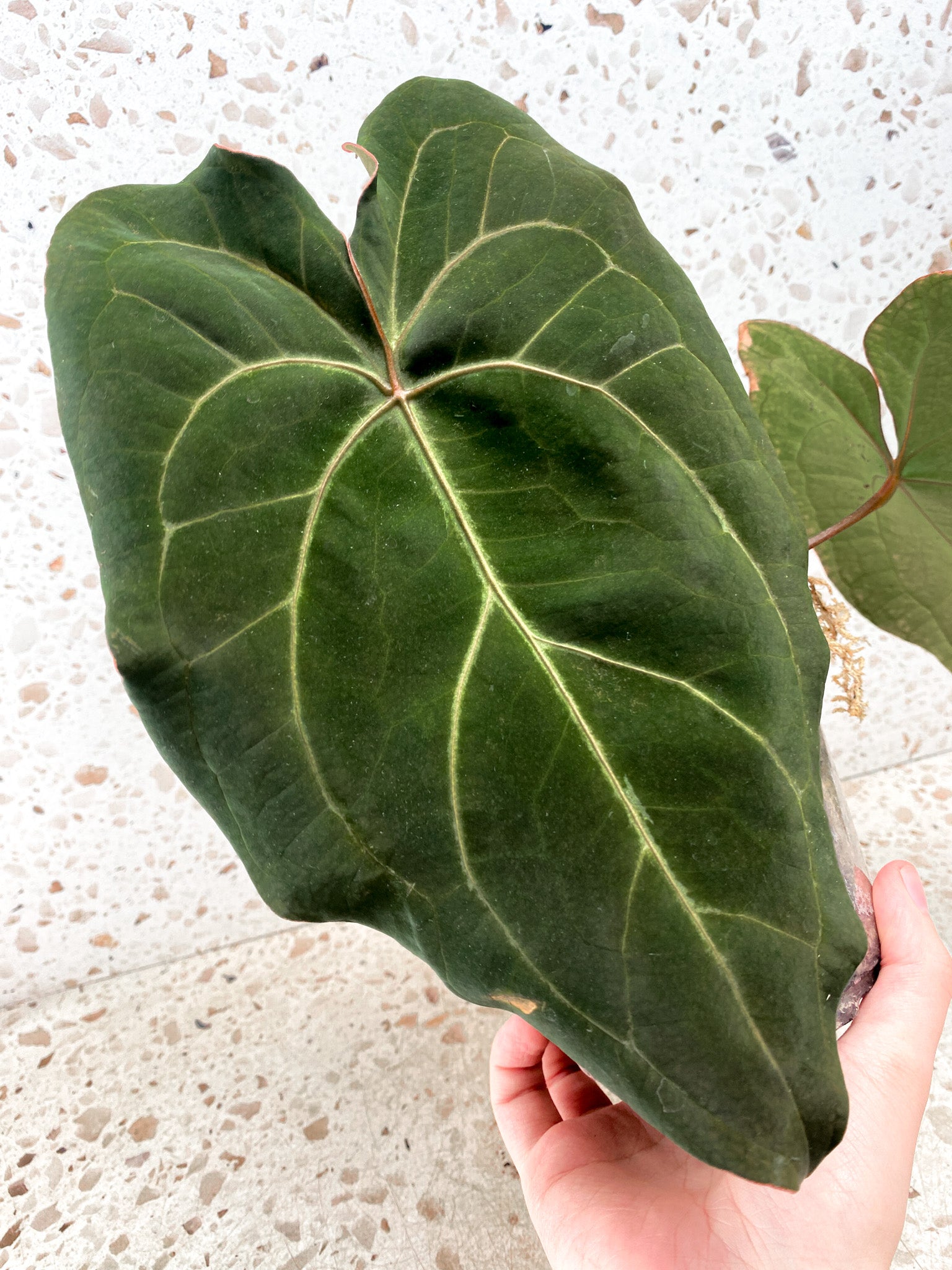 Anthurium Ace of Spades x Forgetii  Red Spider 3 leaves 1 inflorescence top cutting (slightly rooted)