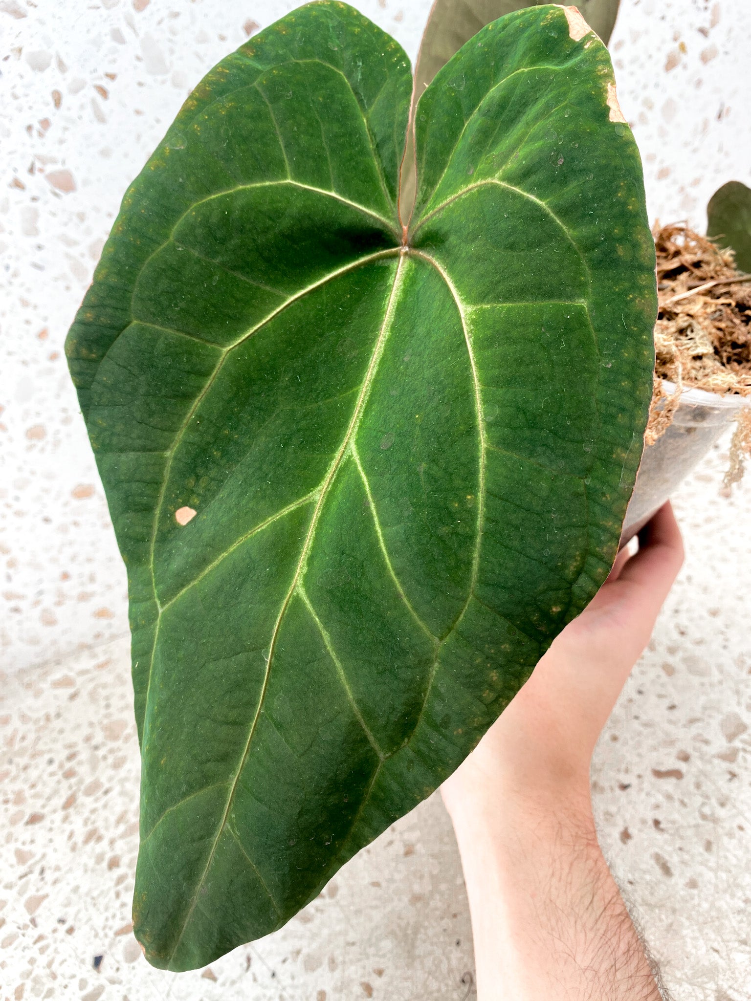 Anthurium Ace of Spades x Forgetii  Red Spider 3 leaves 1 inflorescence top cutting (slightly rooted)