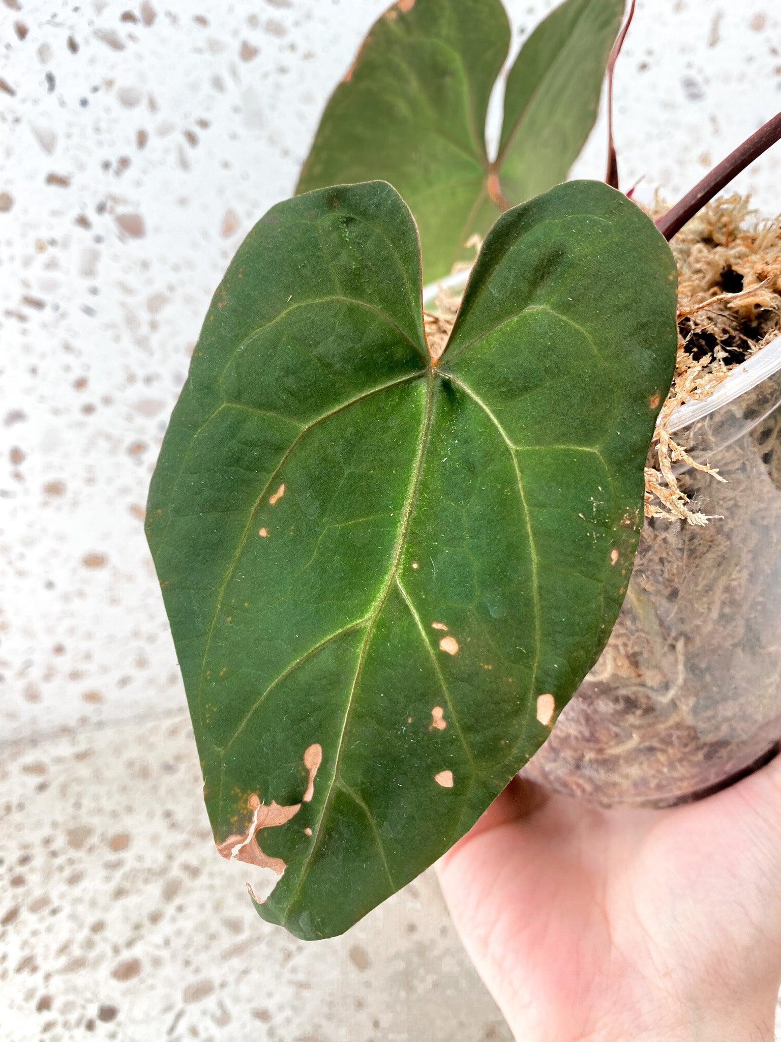 Anthurium Ace of Spades x Forgetii  Red Spider 3 leaves 1 inflorescence top cutting (slightly rooted)