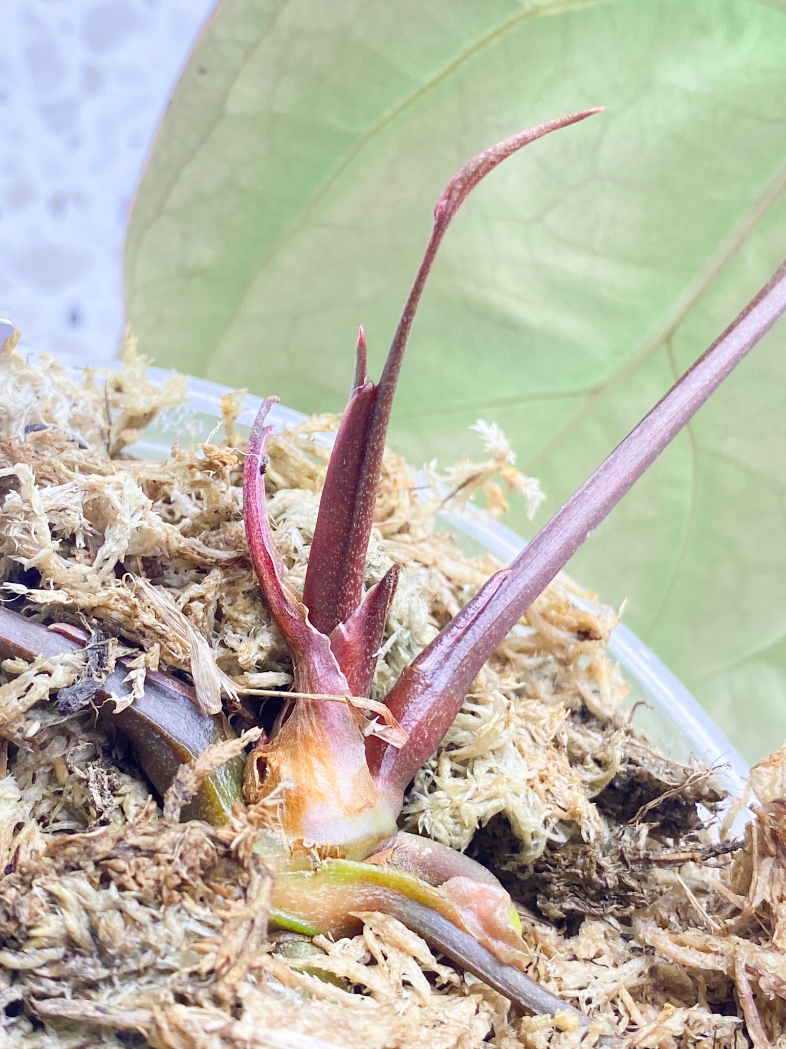 Anthurium Ace of Spades x Forgetii  Red Spider 3 leaves 1 inflorescence top cutting (slightly rooted)