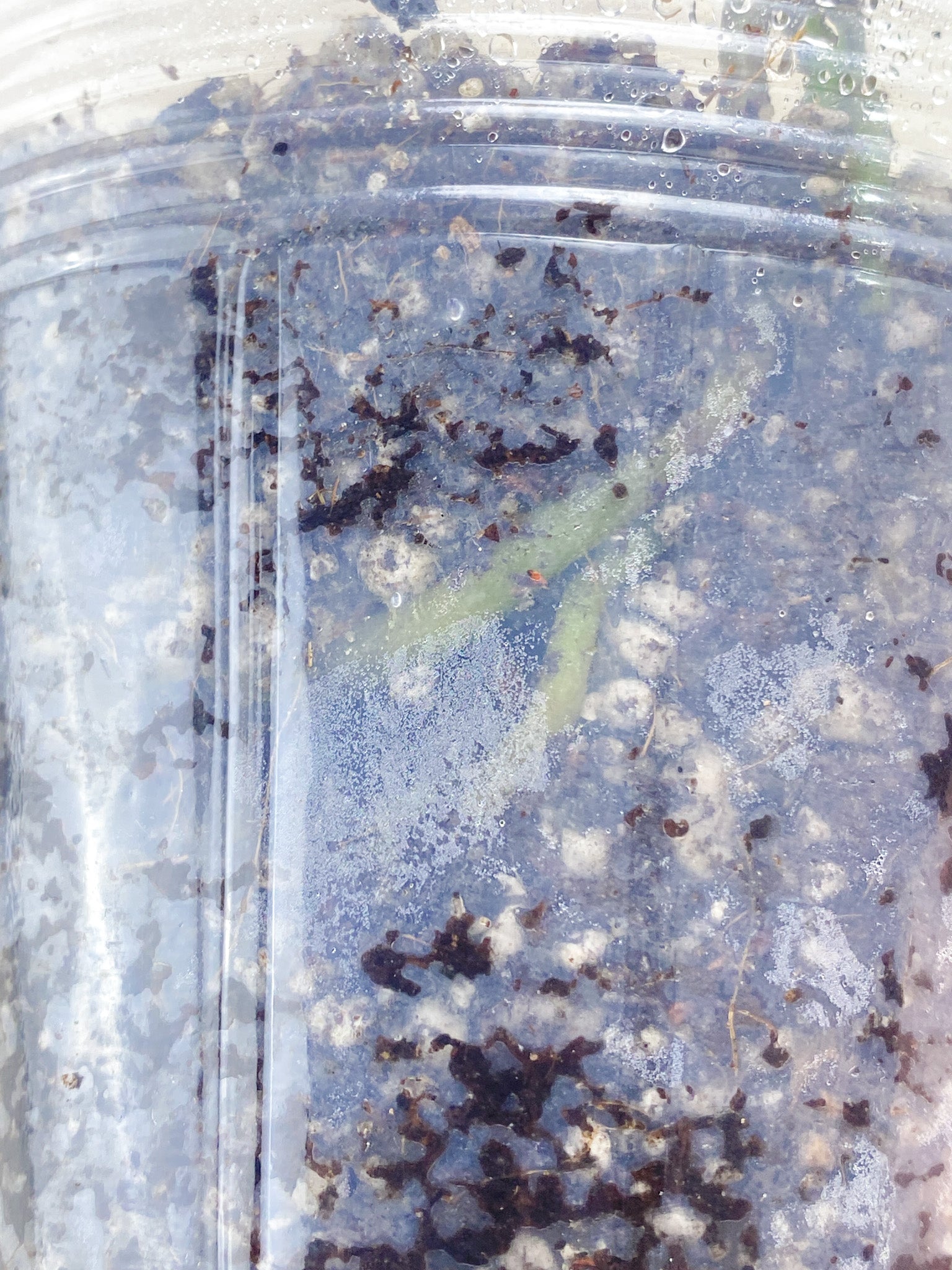Anthurium Clarinervium x Pedatoradiatum (Type 2) node