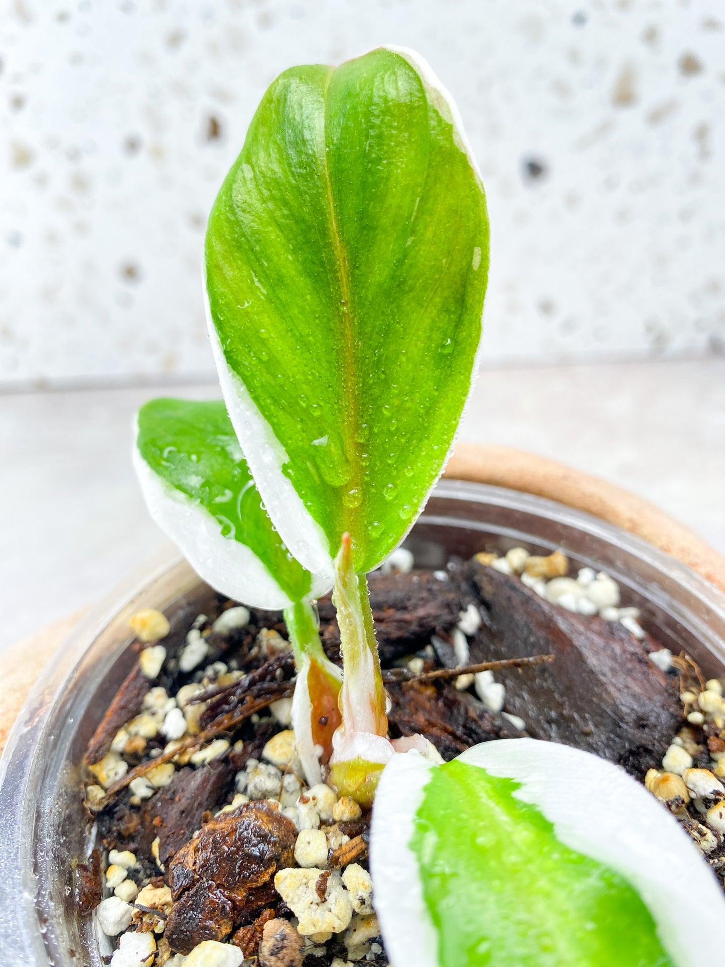 Philodendron White Knight Mutate (outer white variegation) 3 leaves 1 shoot