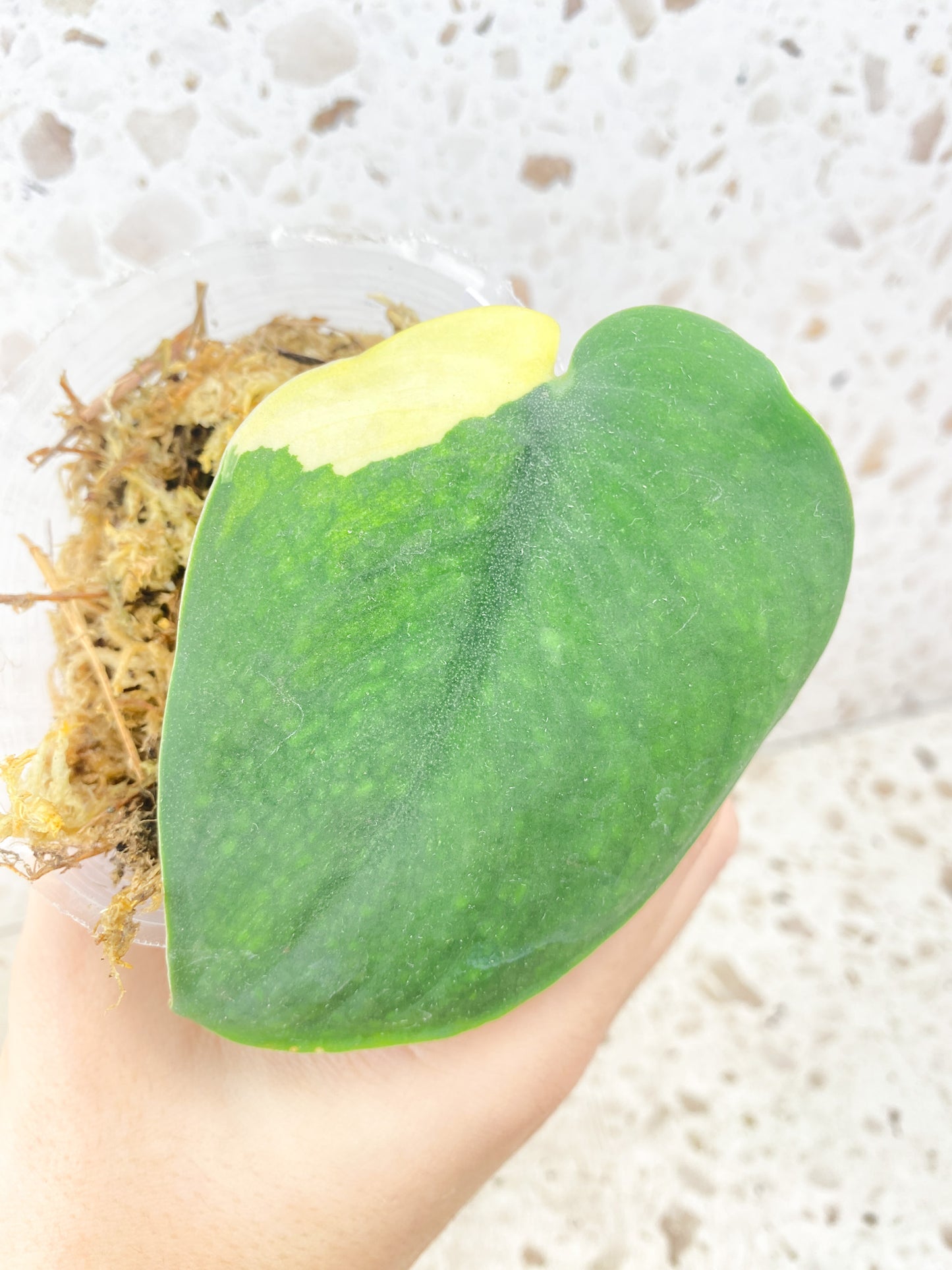 Scindapsus Jade Satin Variegated 1 leaf 1 sprout (rooting)