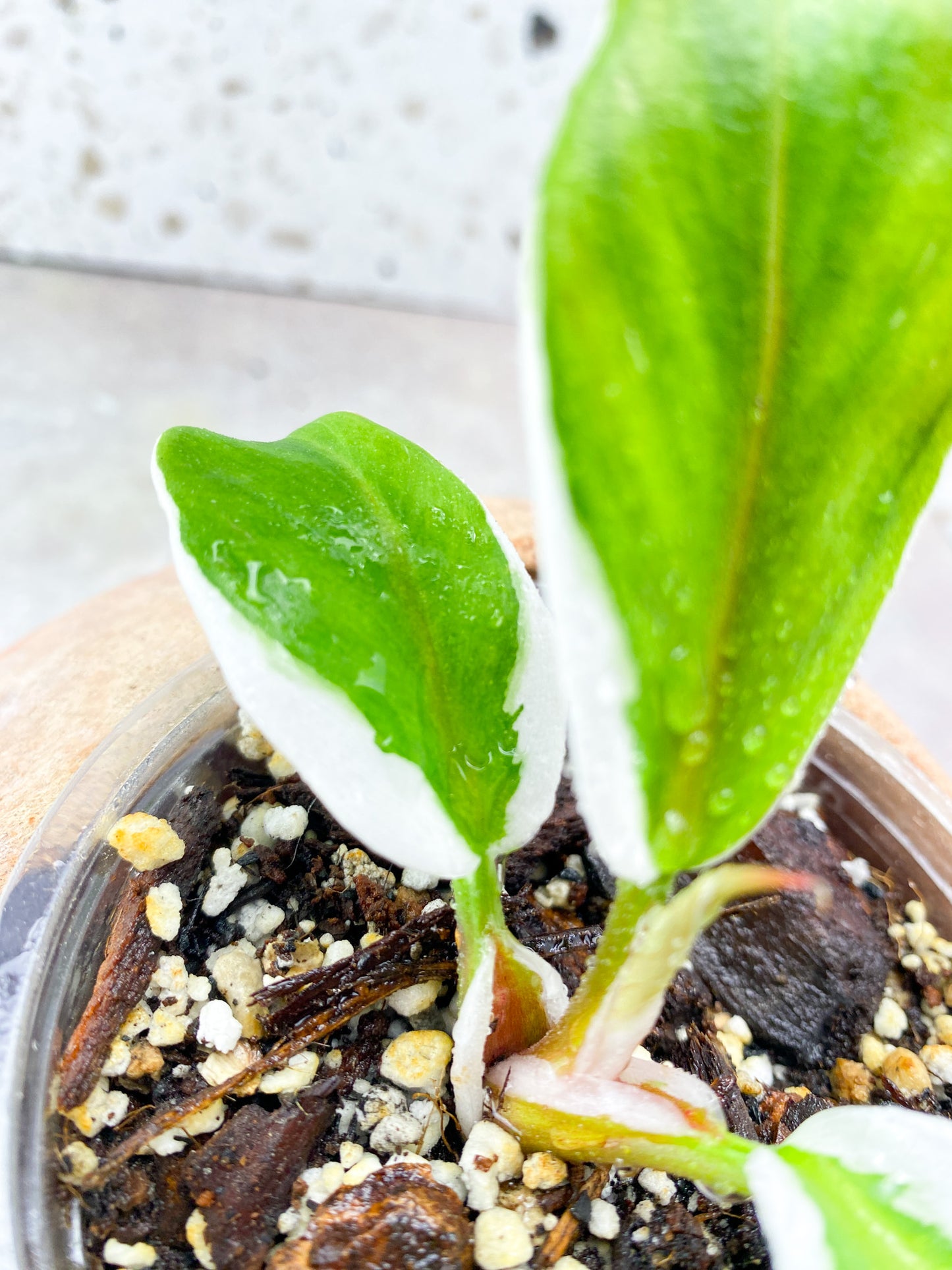 Philodendron White Knight Mutate (outer white variegation) 3 leaves 1 shoot