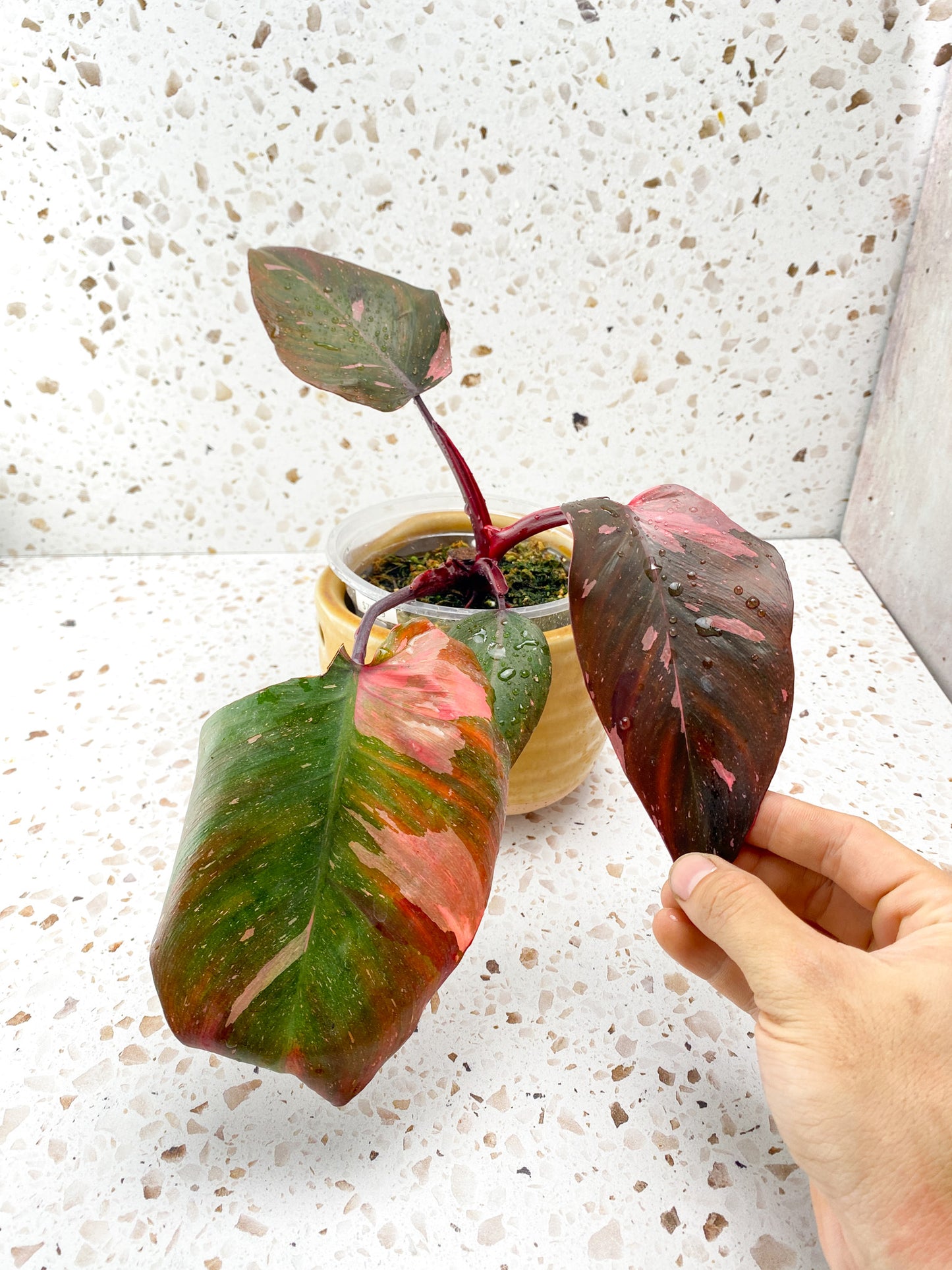 Philodendron Pink Princess Marble King 4 leaves