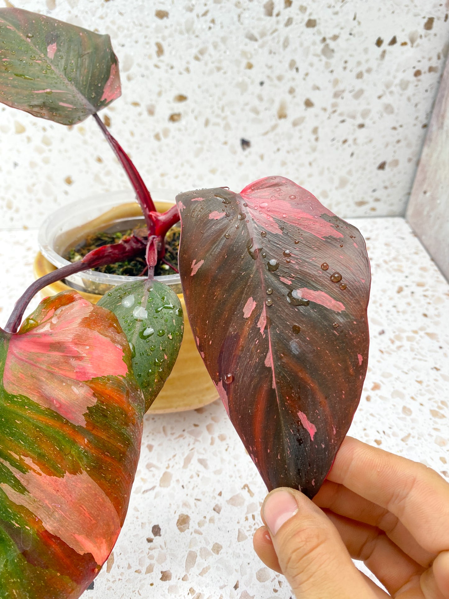 Philodendron Pink Princess Marble King 4 leaves