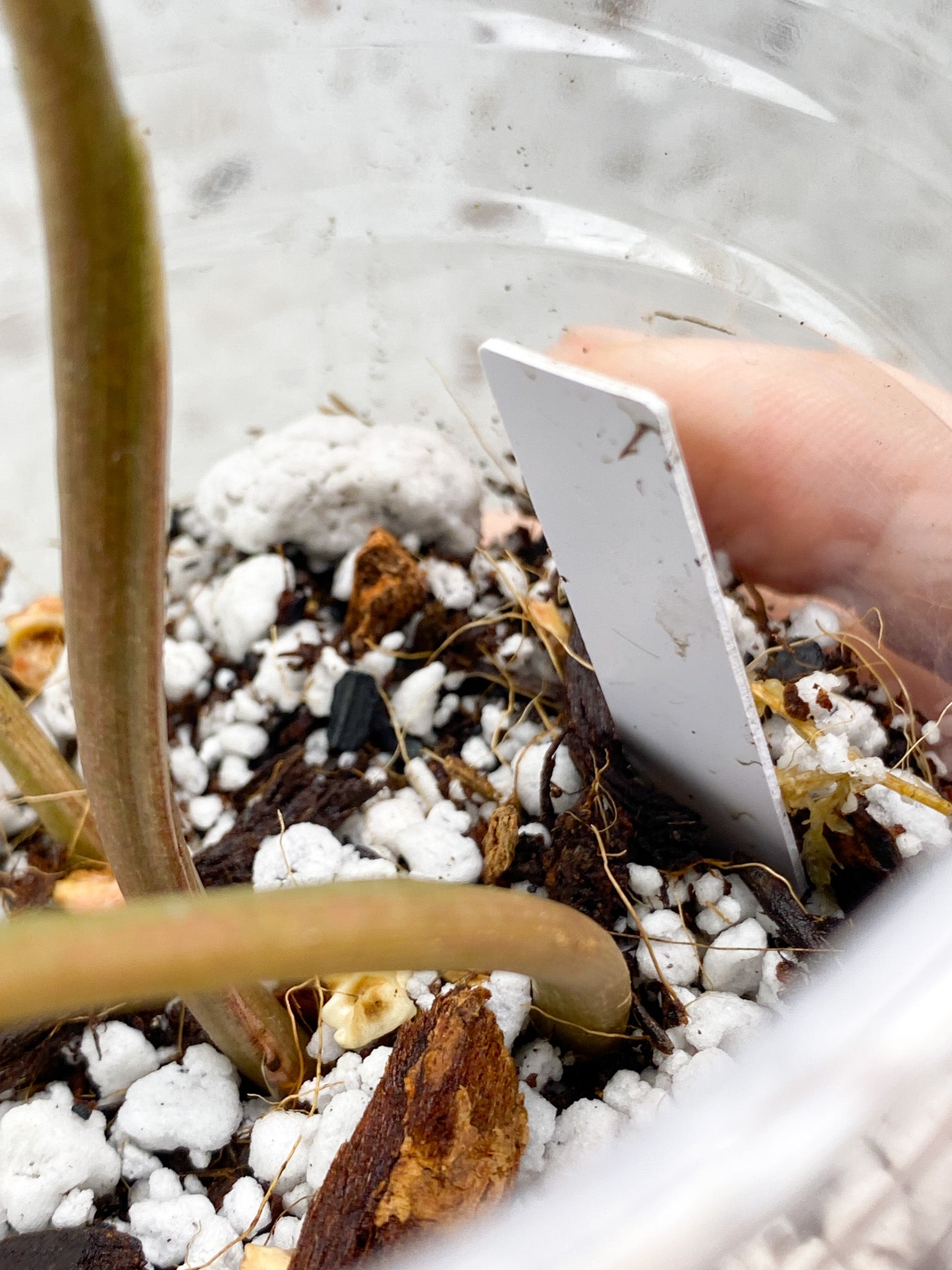 Syngonium Three Kings 3 leaves (rooting)