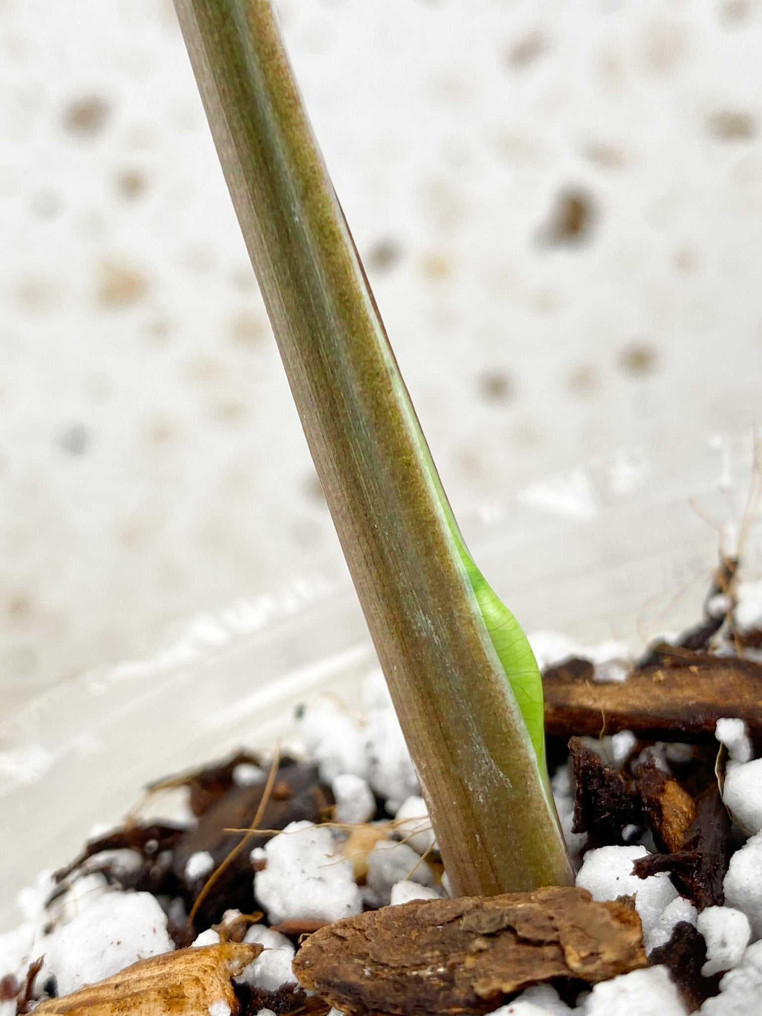 Syngonium Three Kings 1 leaf top cutting (rooting)