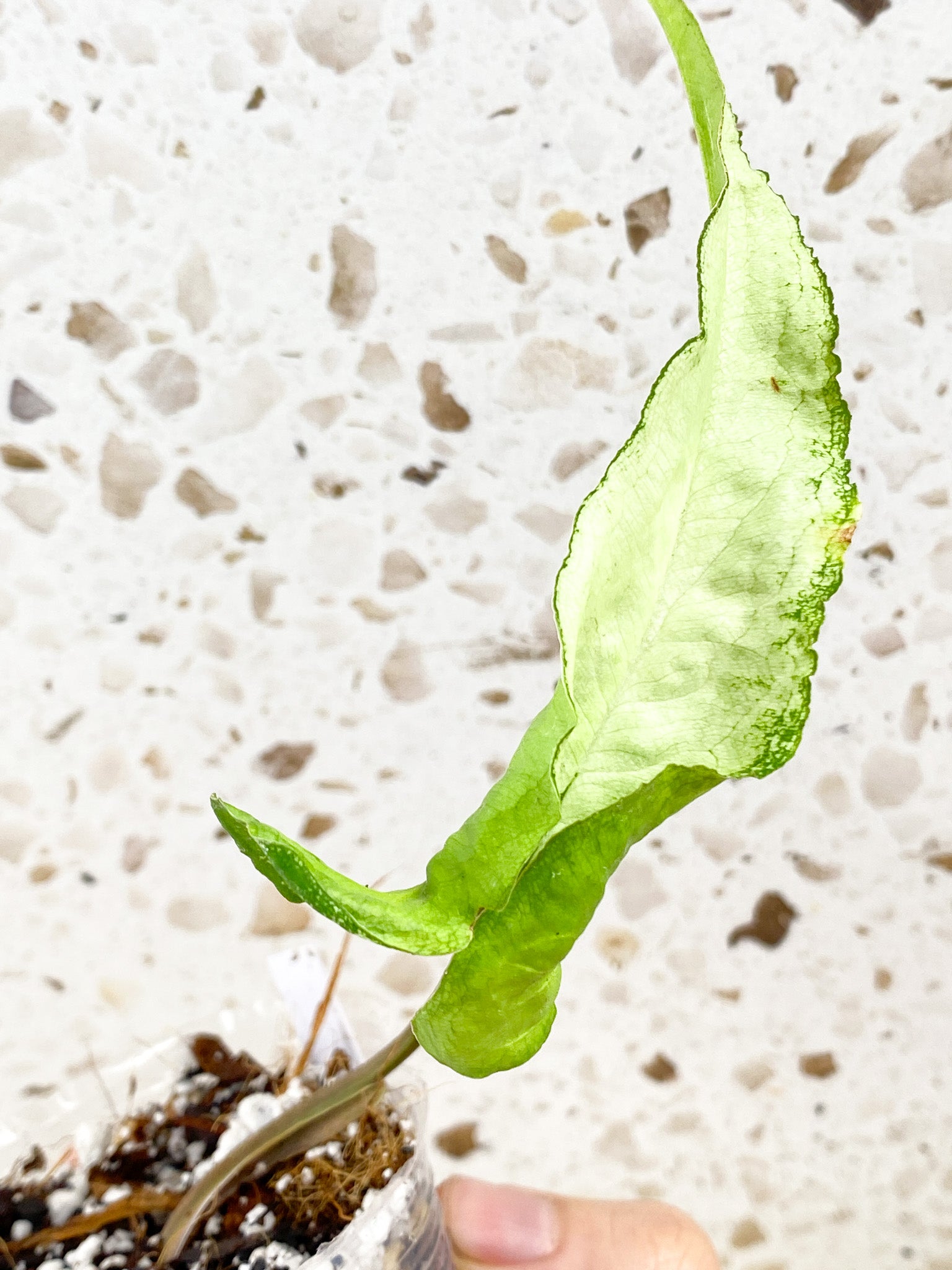 Syngonium Three Kings 1 leaf (rooting)