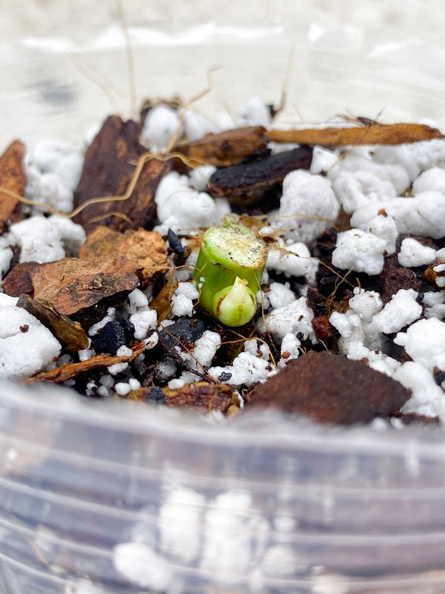 Syngonium Three Kings node with sprout (rooting)